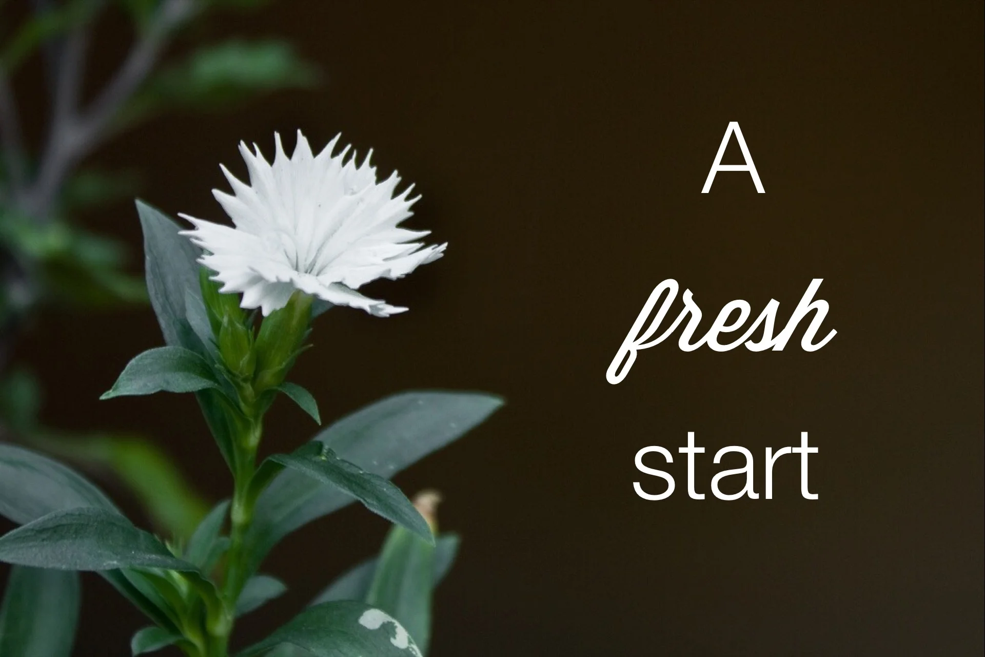 freshstartflower.jpg