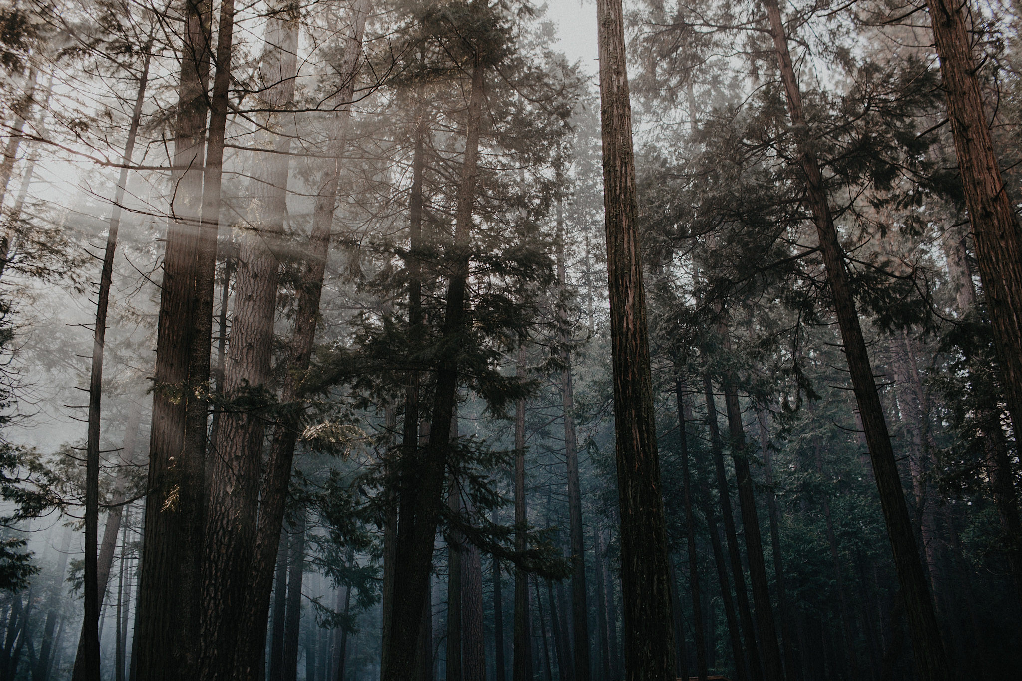 yosemite valley redwoods