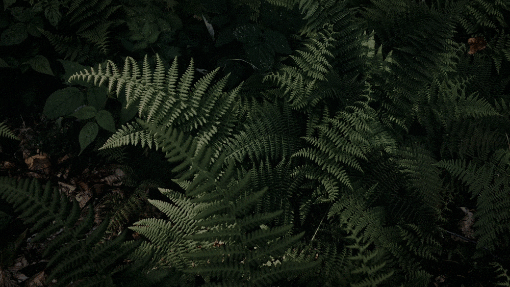 ferns