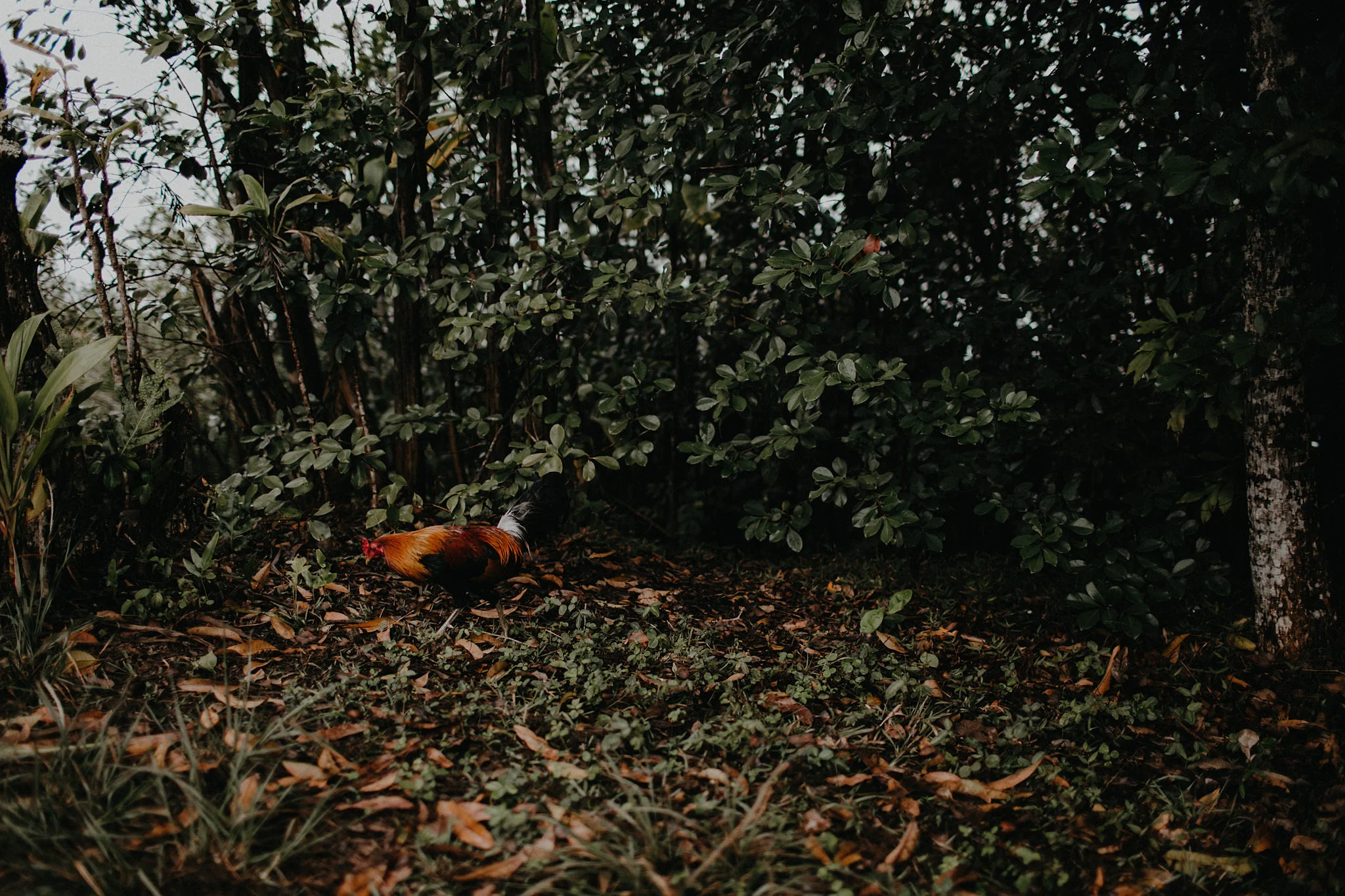 hawaii jungle rooster photo