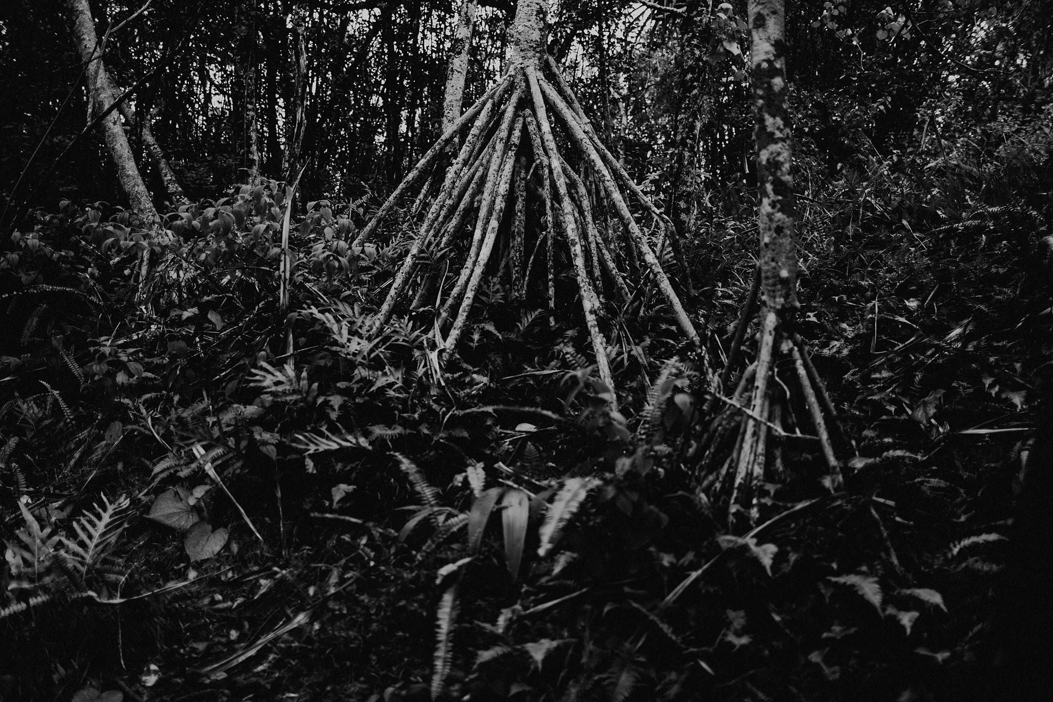 hawaii elopement jungle black and white trees photo