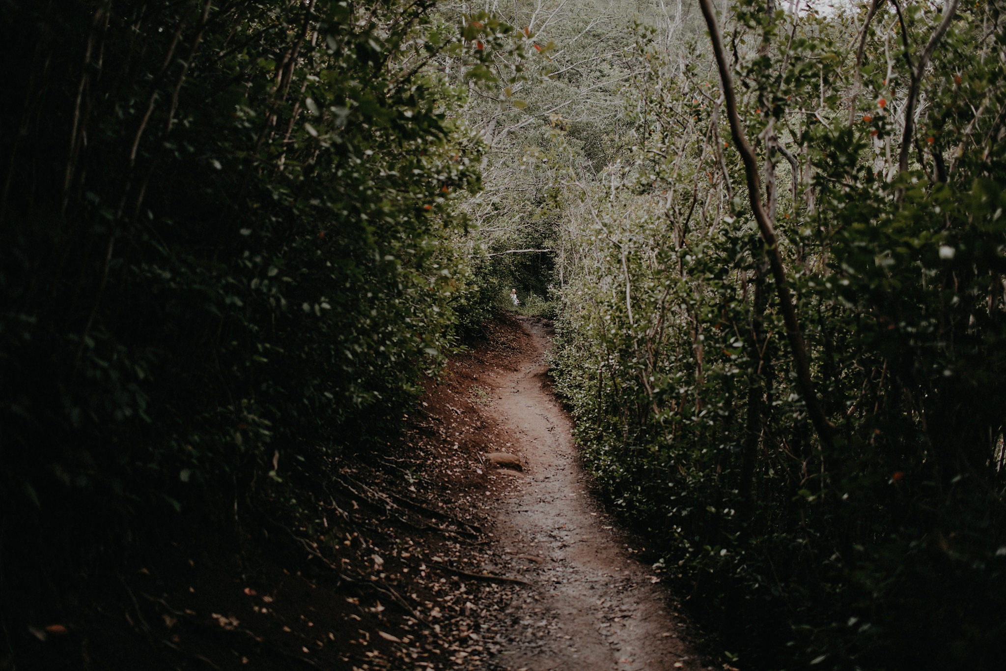 hawaii kauai elopement jungle path photo