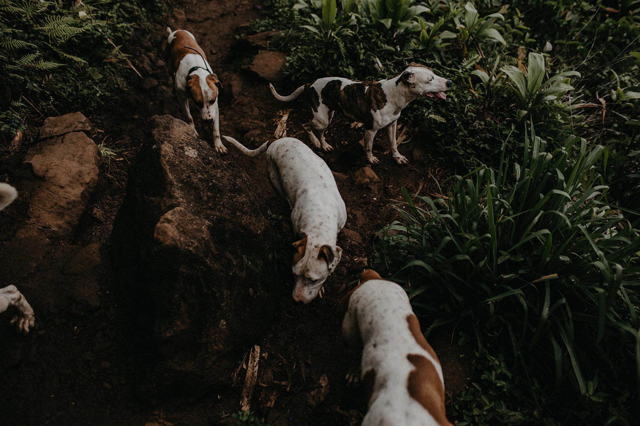hawaii kauai elopement na pali coast mountain hike path dogs photo