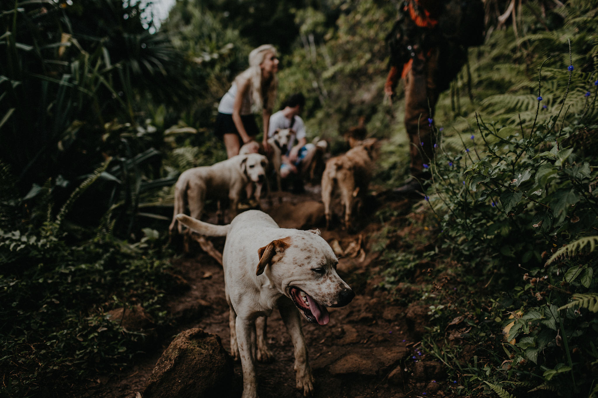 hawaii kauai elopement na pali coast mountain hike path dogs photo