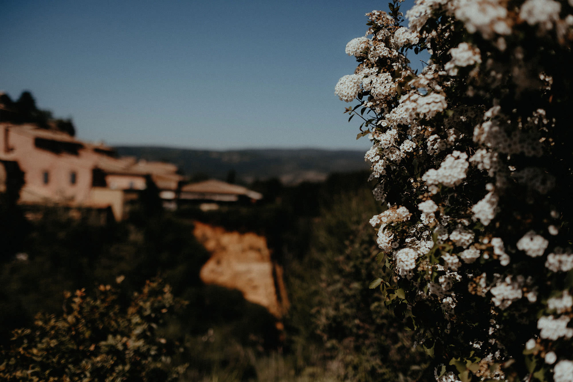 roussillon provence france flower photo