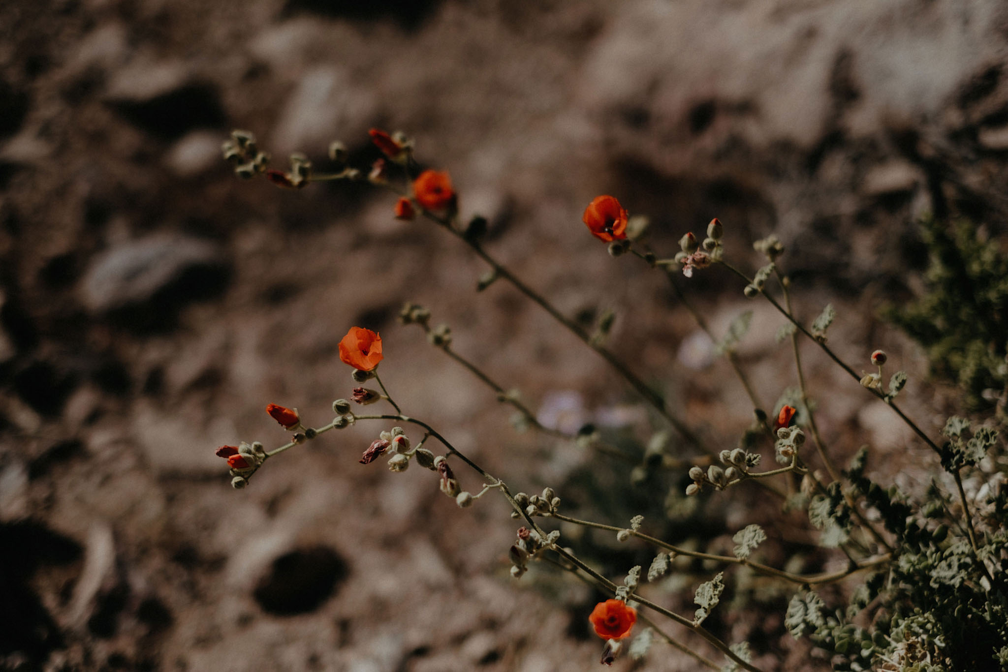 death valley adventure elopement wedding photographer national park desert mountains flowers