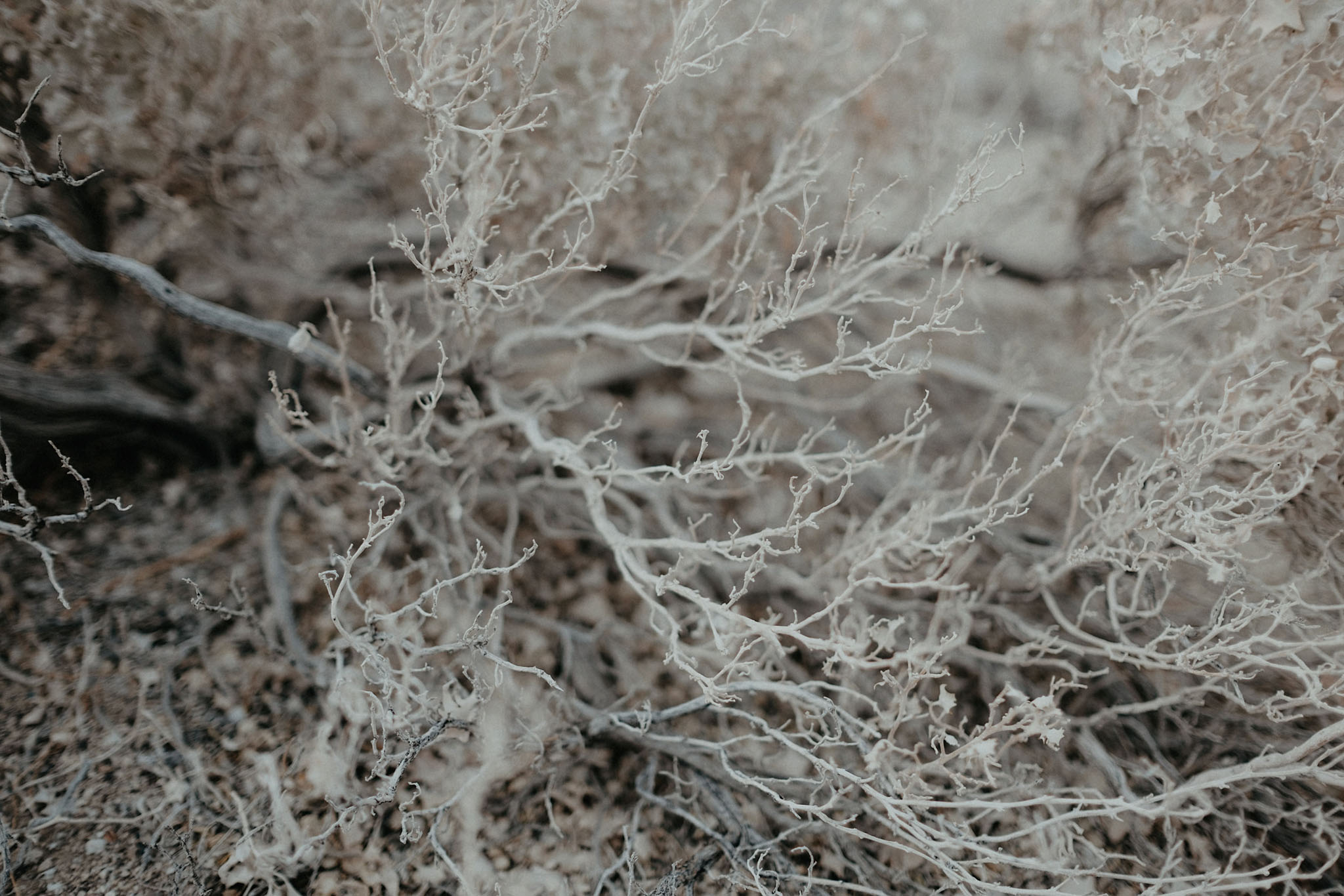 death valley adventure elopement wedding photographer national park