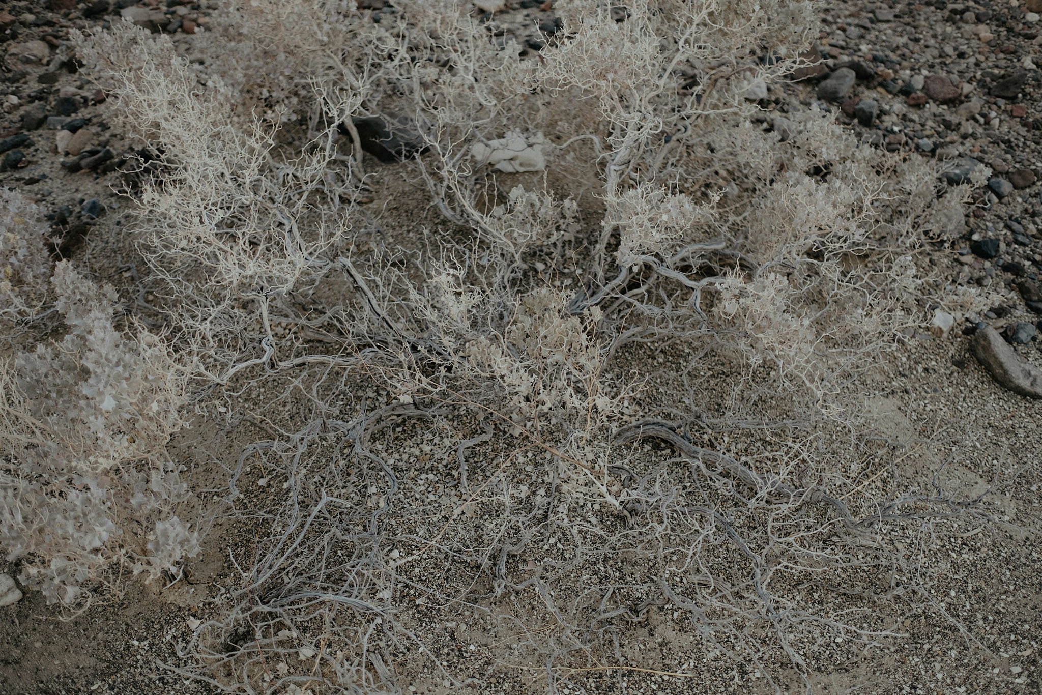death valley adventure elopement wedding photographer national park