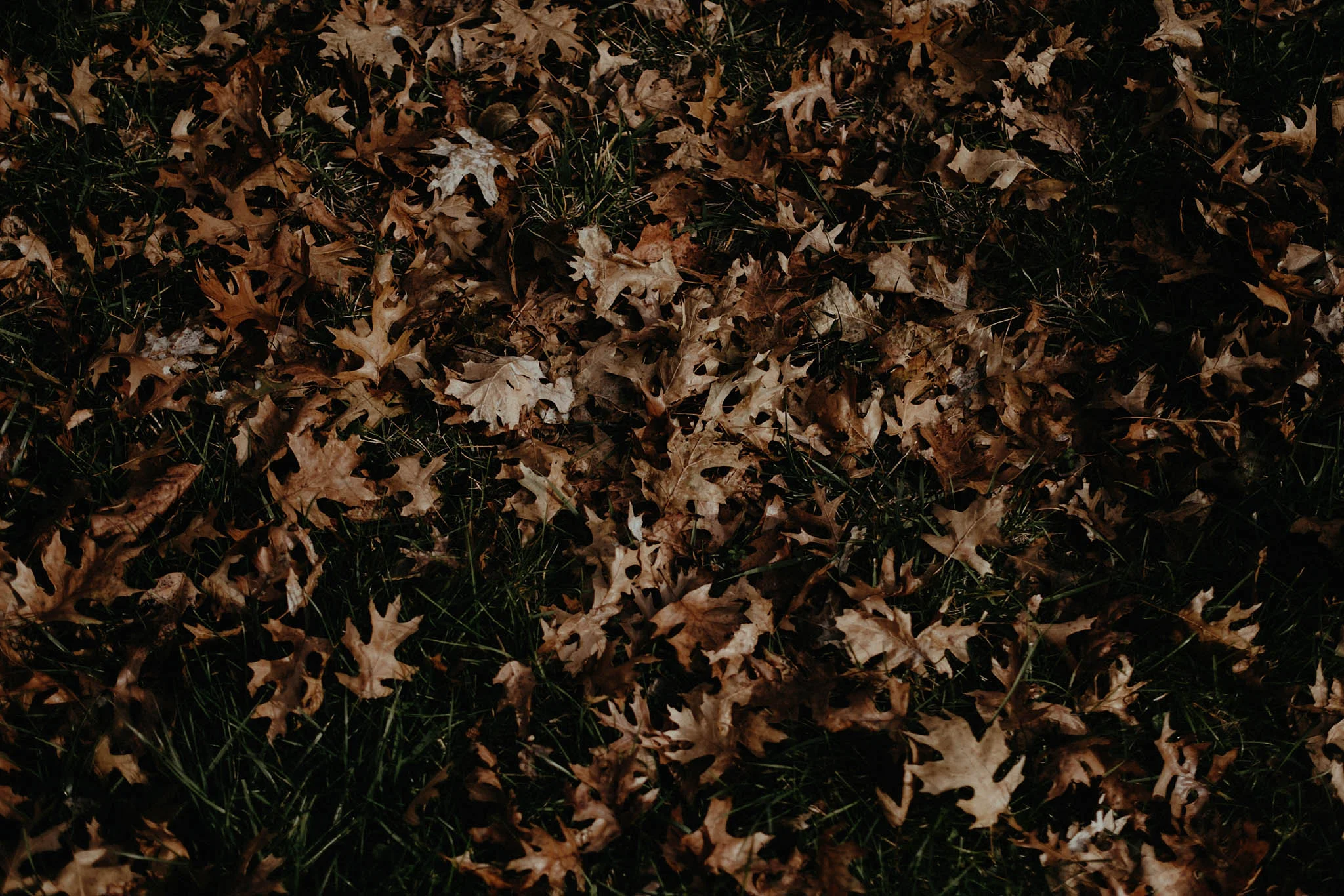 cincinnati warehouse wedding leaves on the ground