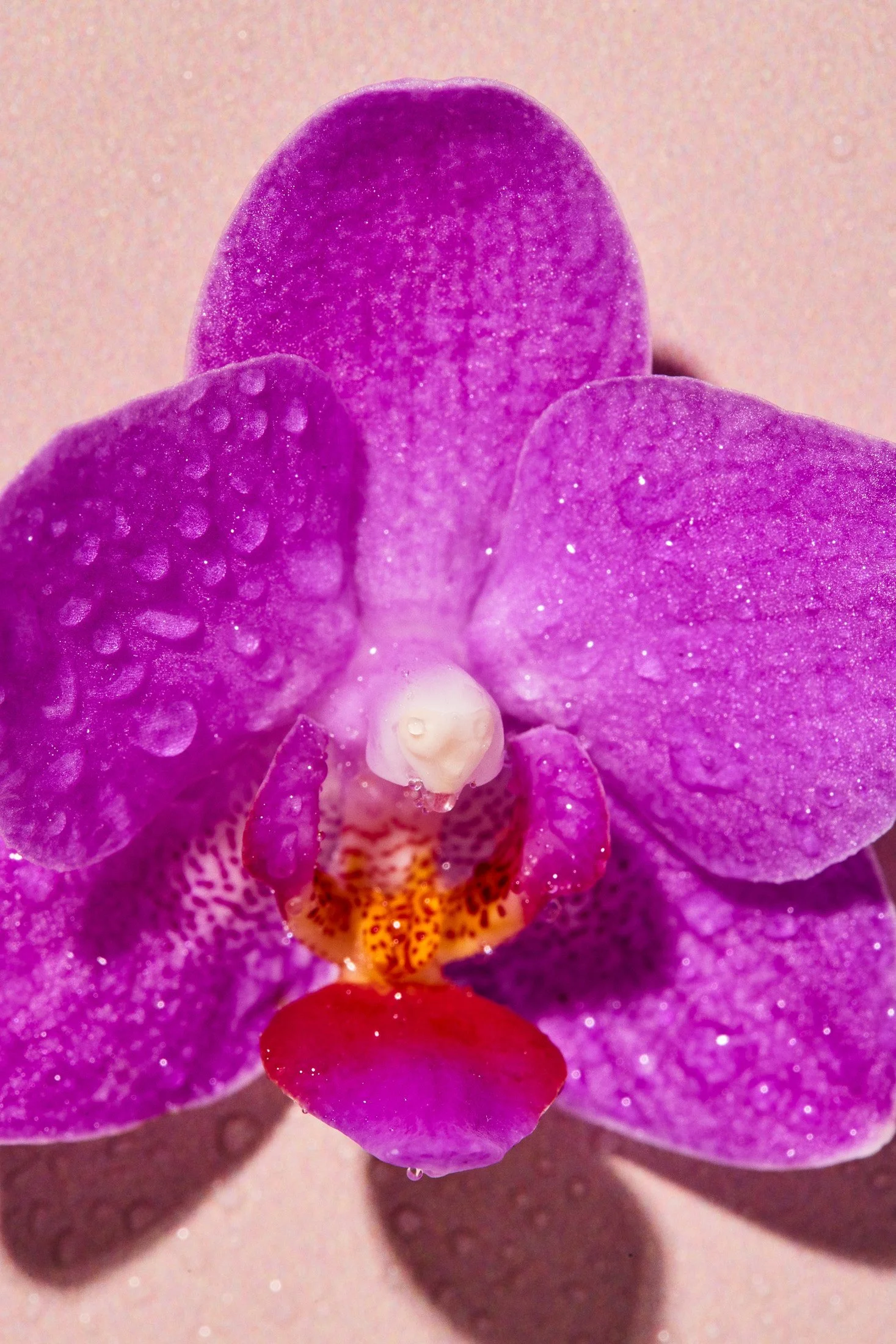 2025_3_23_BeautyTest_3627.jpg