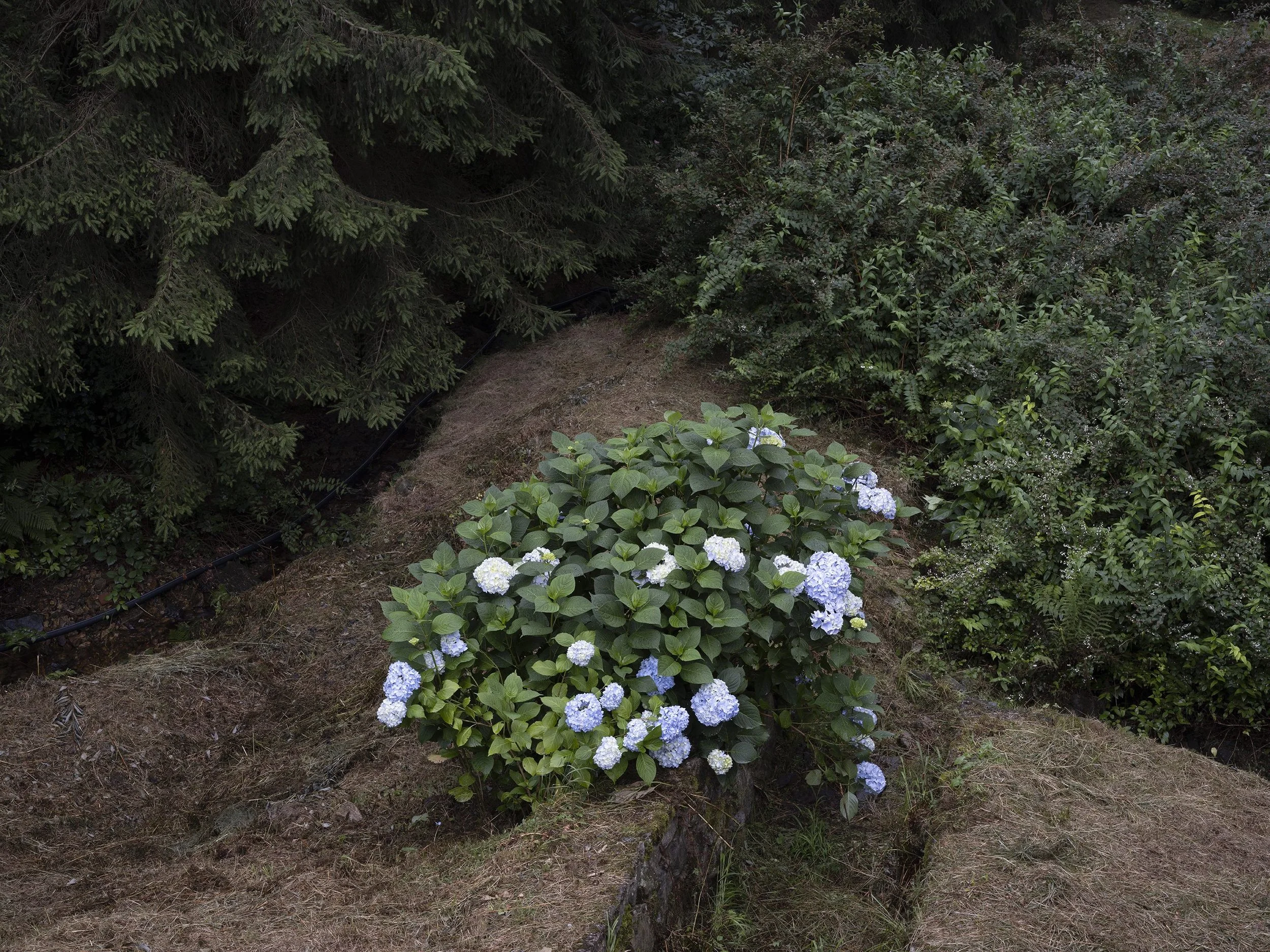 Ferrari C. - Borders 53 terza serie (alta).jpeg