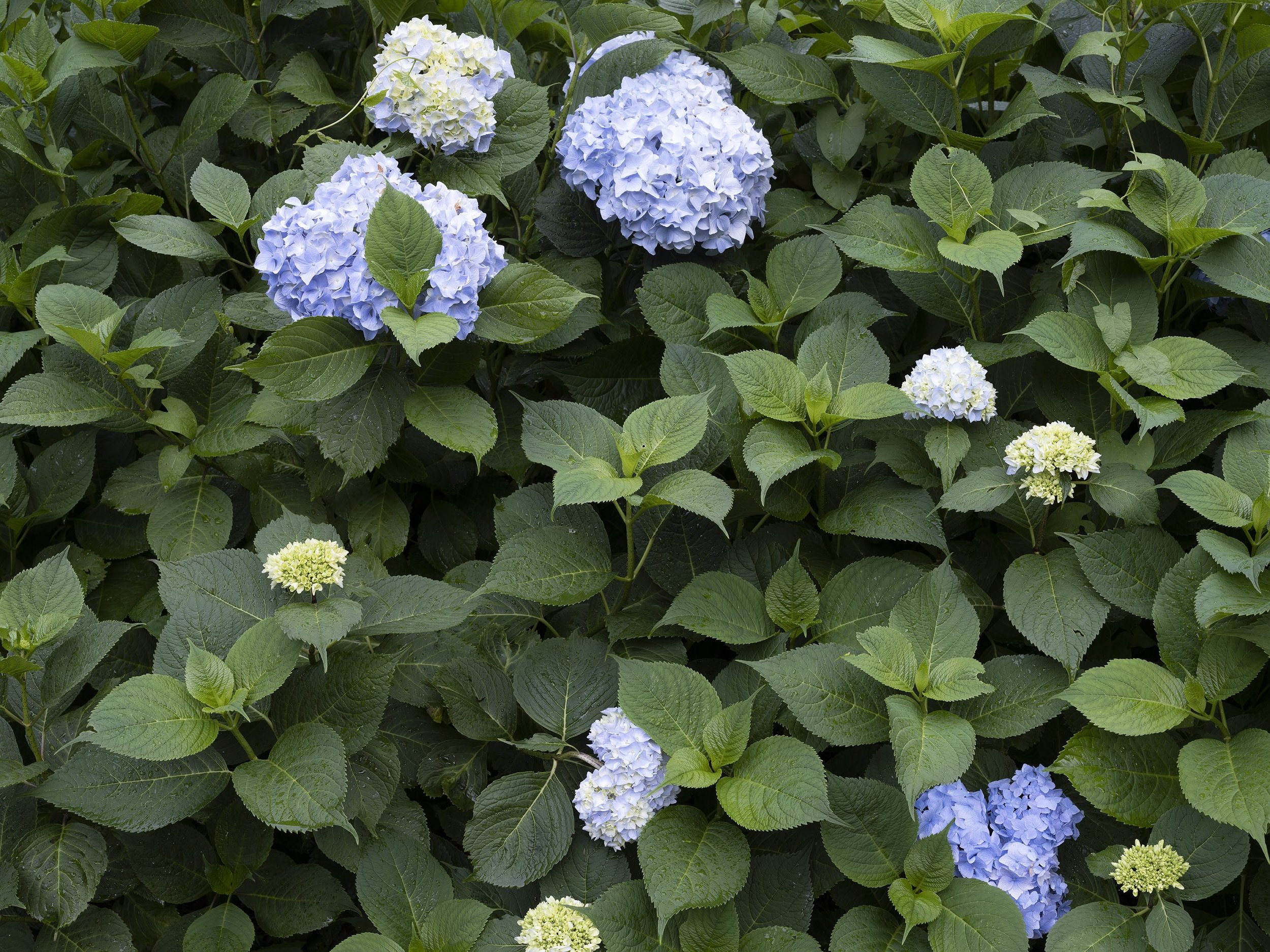 Ferrari C. - Borders 51 terza serie copia.JPG