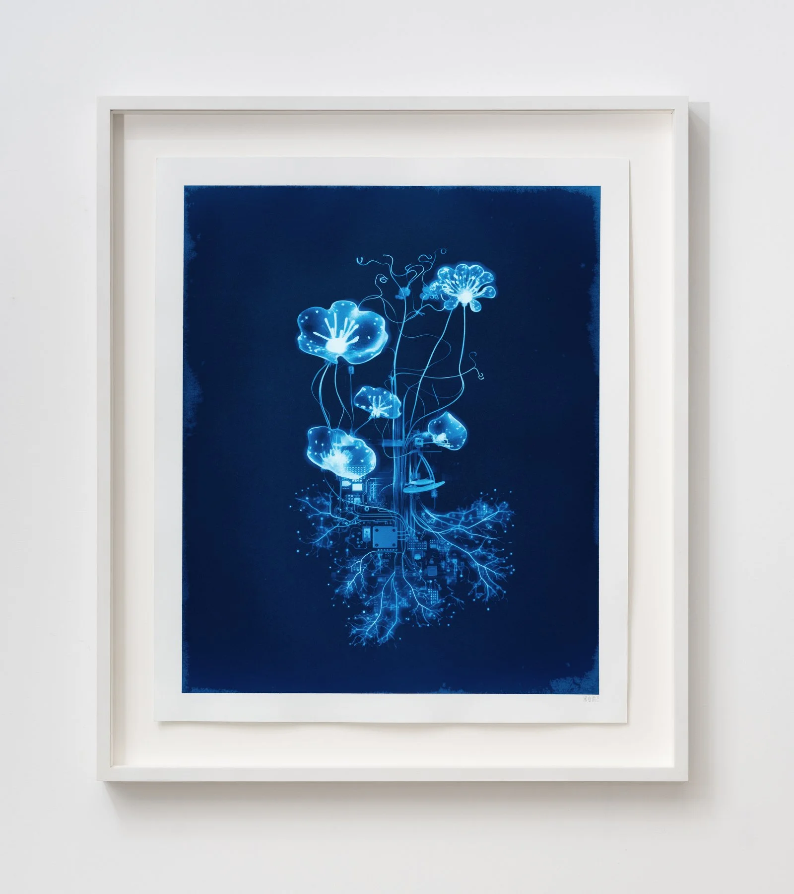 00110001-1 - Antemnaria processiva.JPG