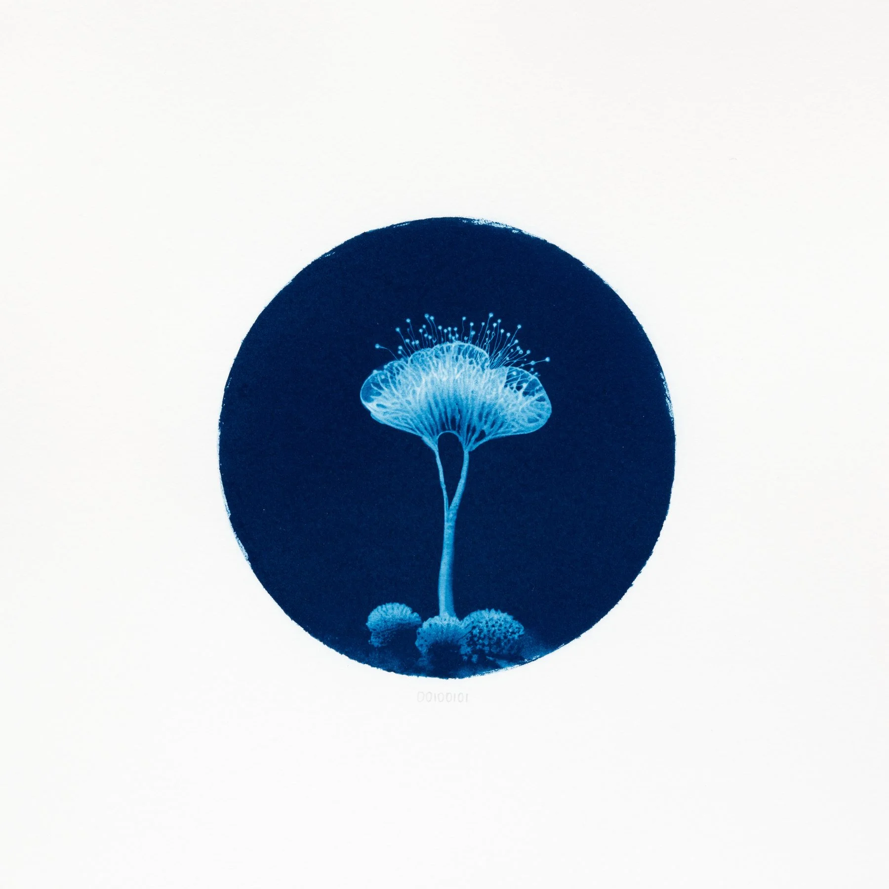 00100101 - Pollinaria electronica.JPG