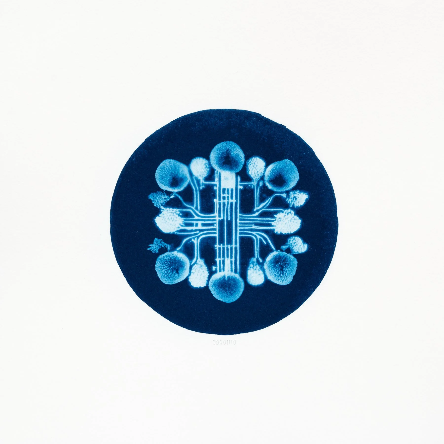 00001101 - Cyanospora binaria.JPG