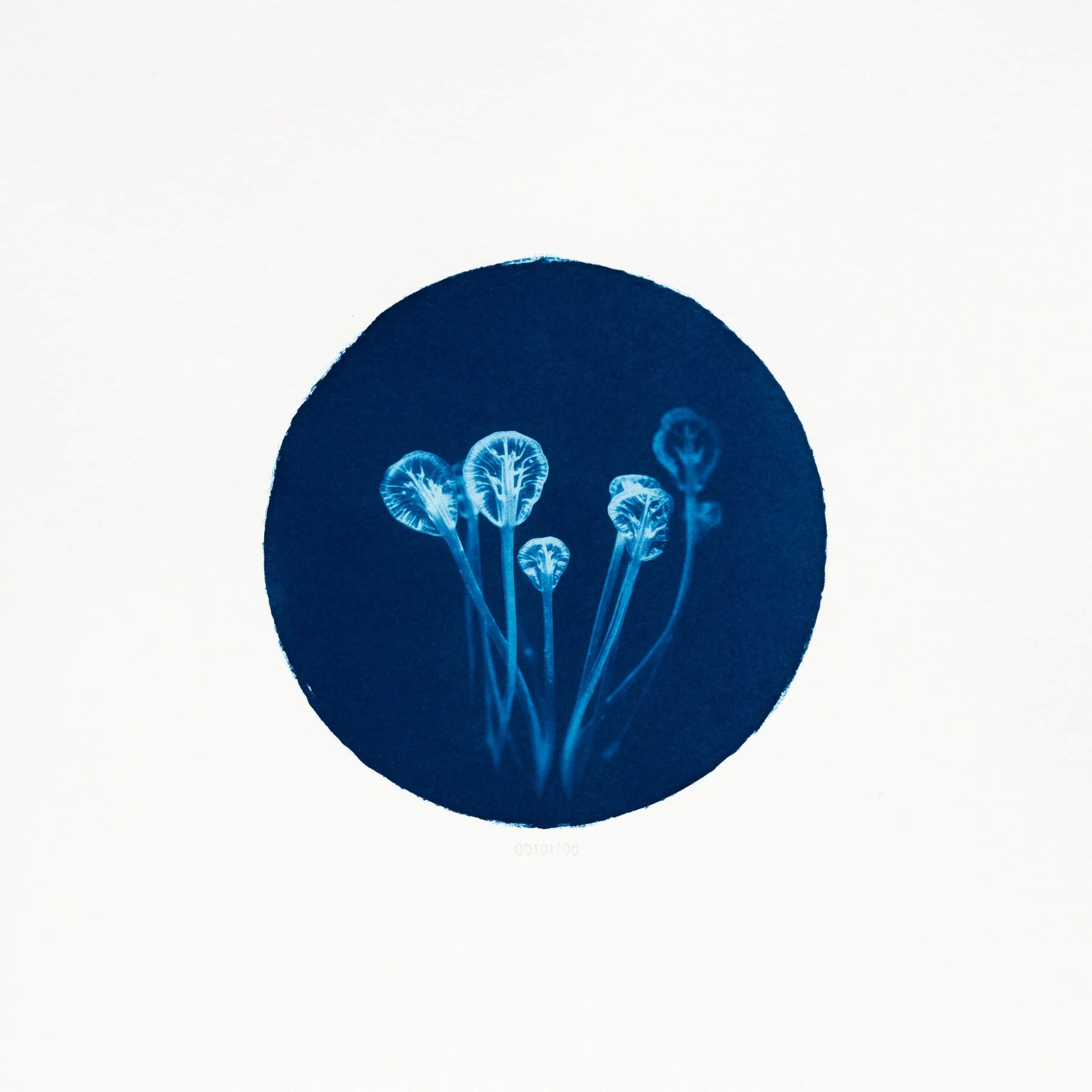 00101100 - Padellaria optica.JPG