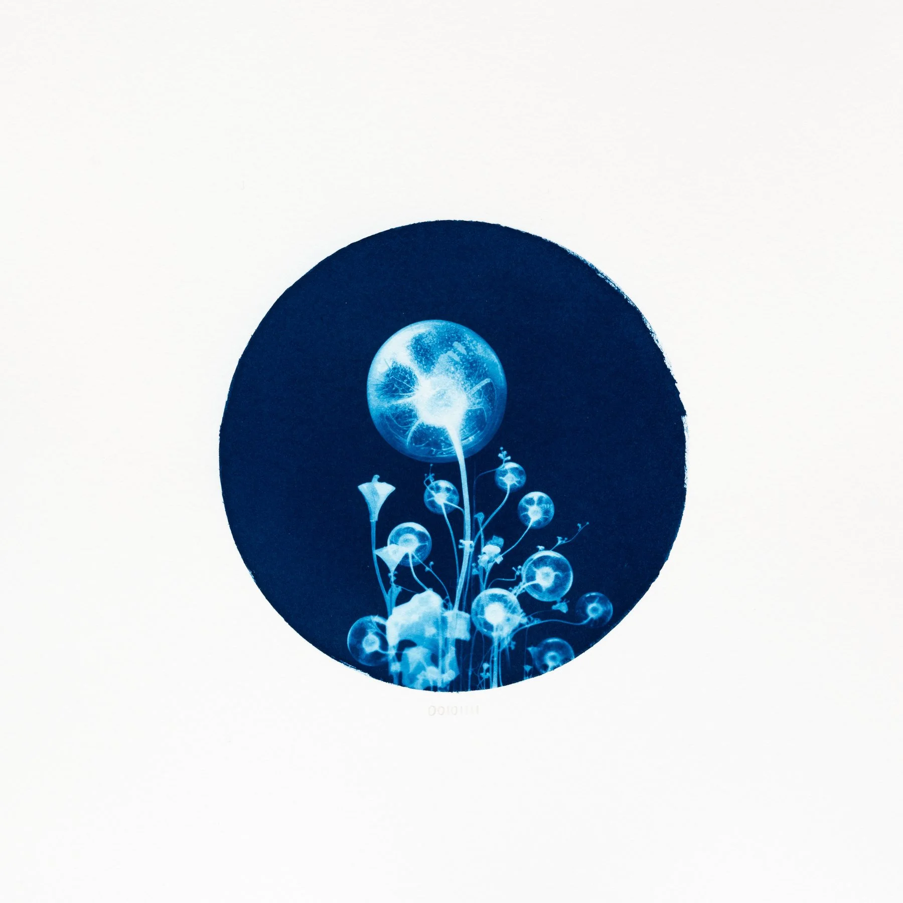 00101111 - Ampollaria plasmatica.JPG