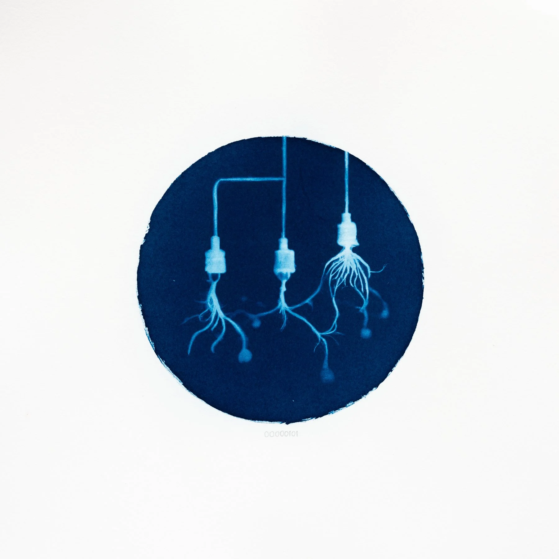 00000101 - Radicolaria rizoidis.JPG