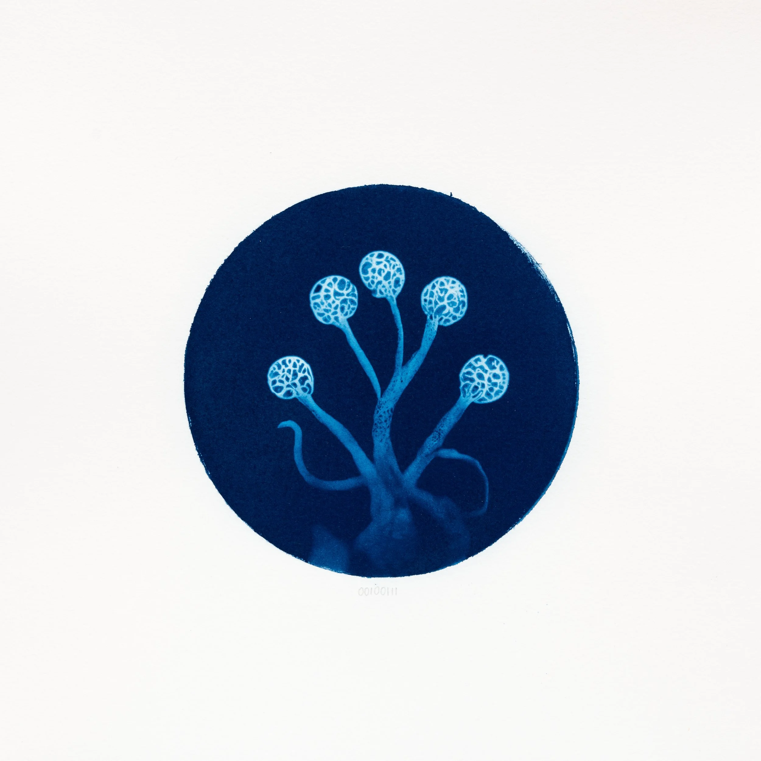 Amato O. - 00100111 - Spongioforus orbicolatus.JPG