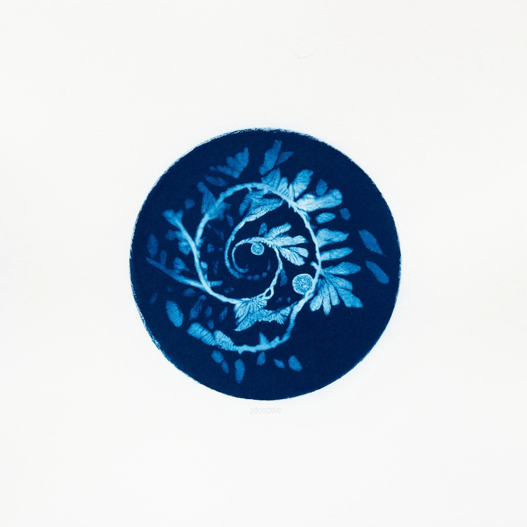 00000010 - Citophyllus spiraliformis.JPG