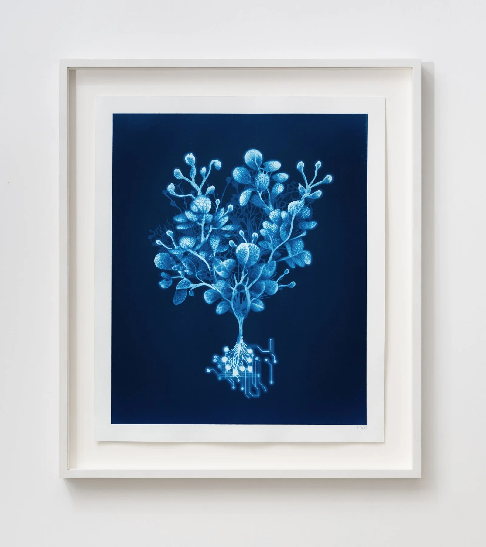 00001010-1 - Bulbaria lobata.JPG