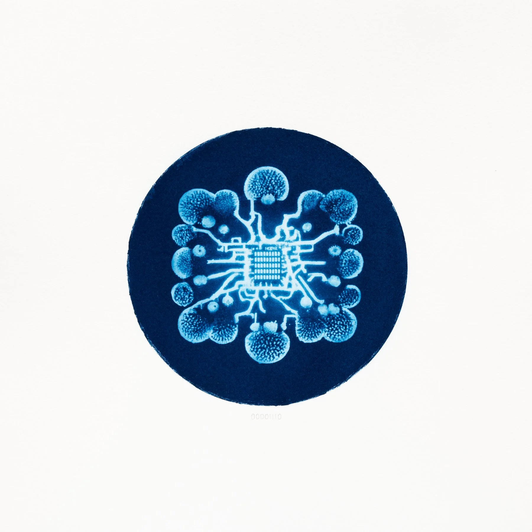 00001110 - Cyanospora processiva.JPG