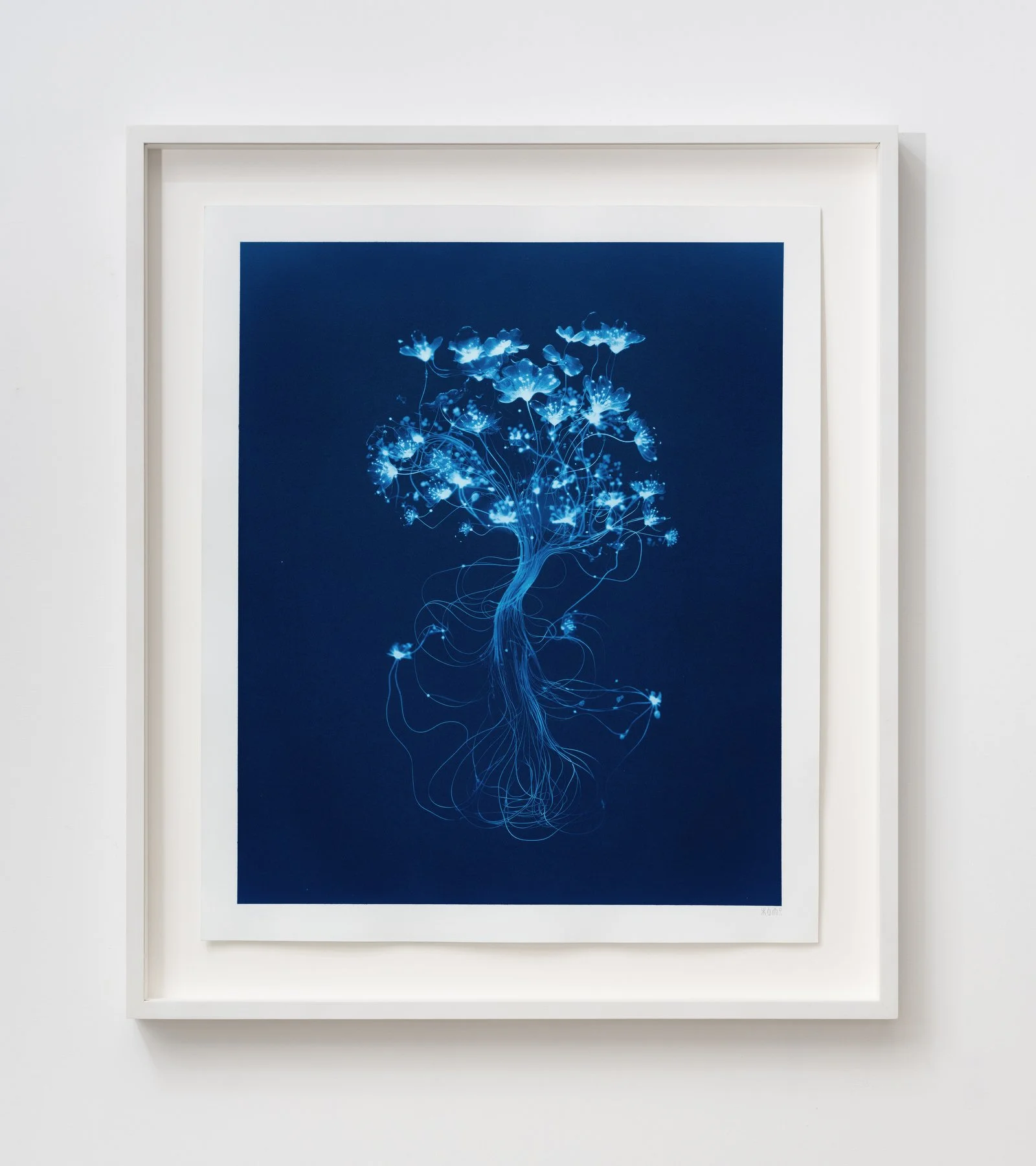 00110010-1 - Cavularia regalis.JPG