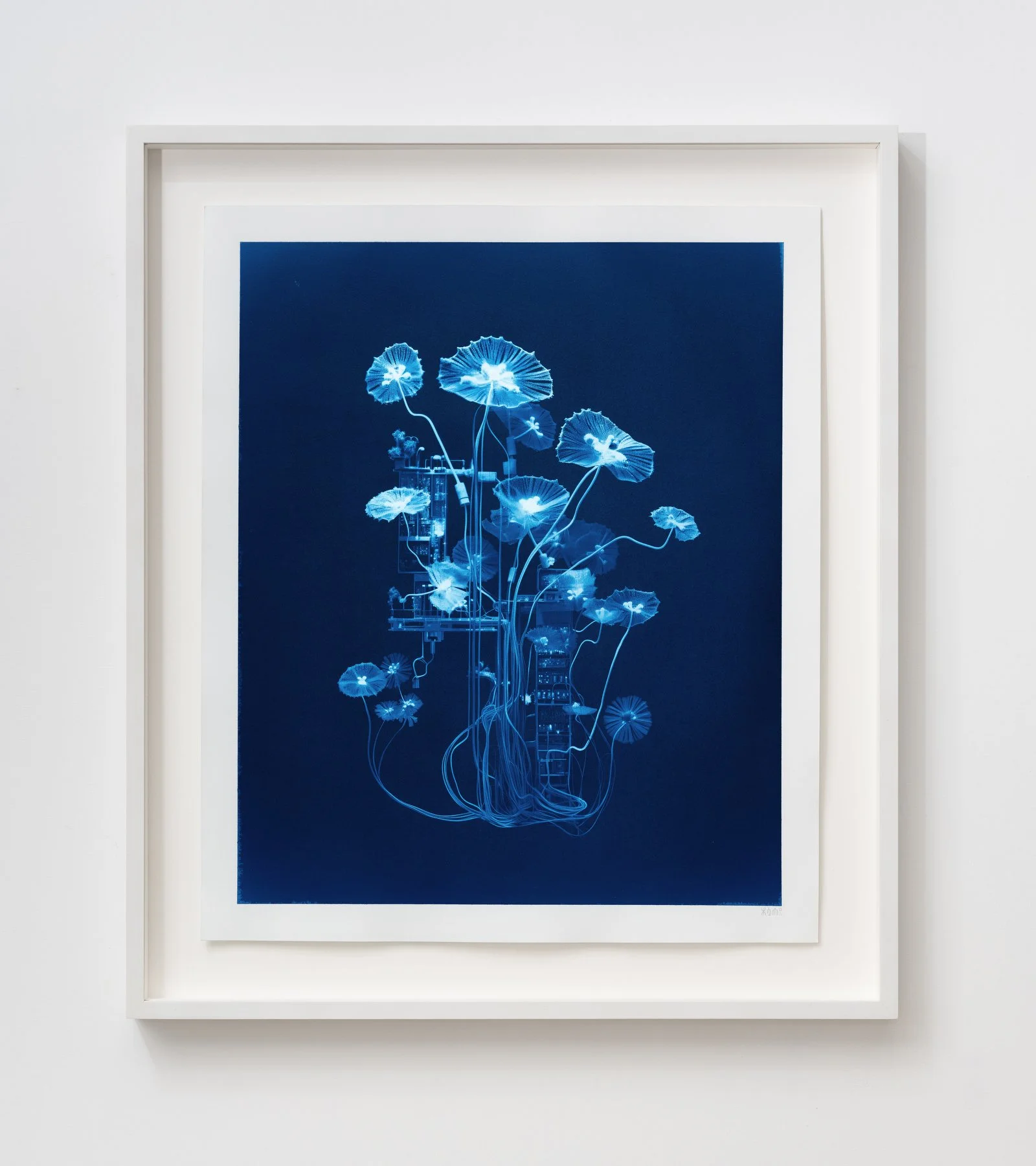 00110011-1 - Antenmaria parabolica.JPG