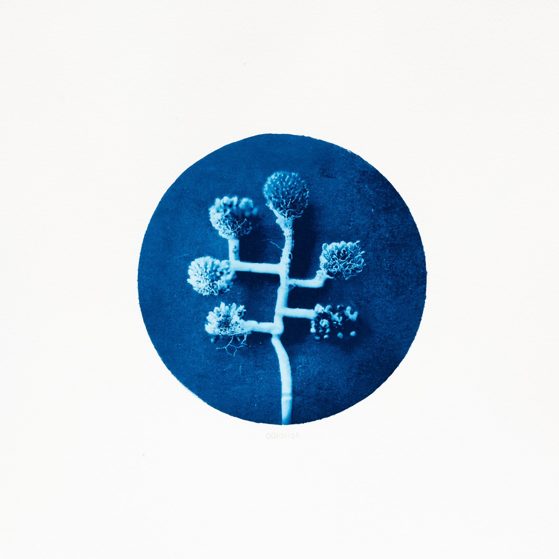 00101101 - Cavularia lobata.JPG