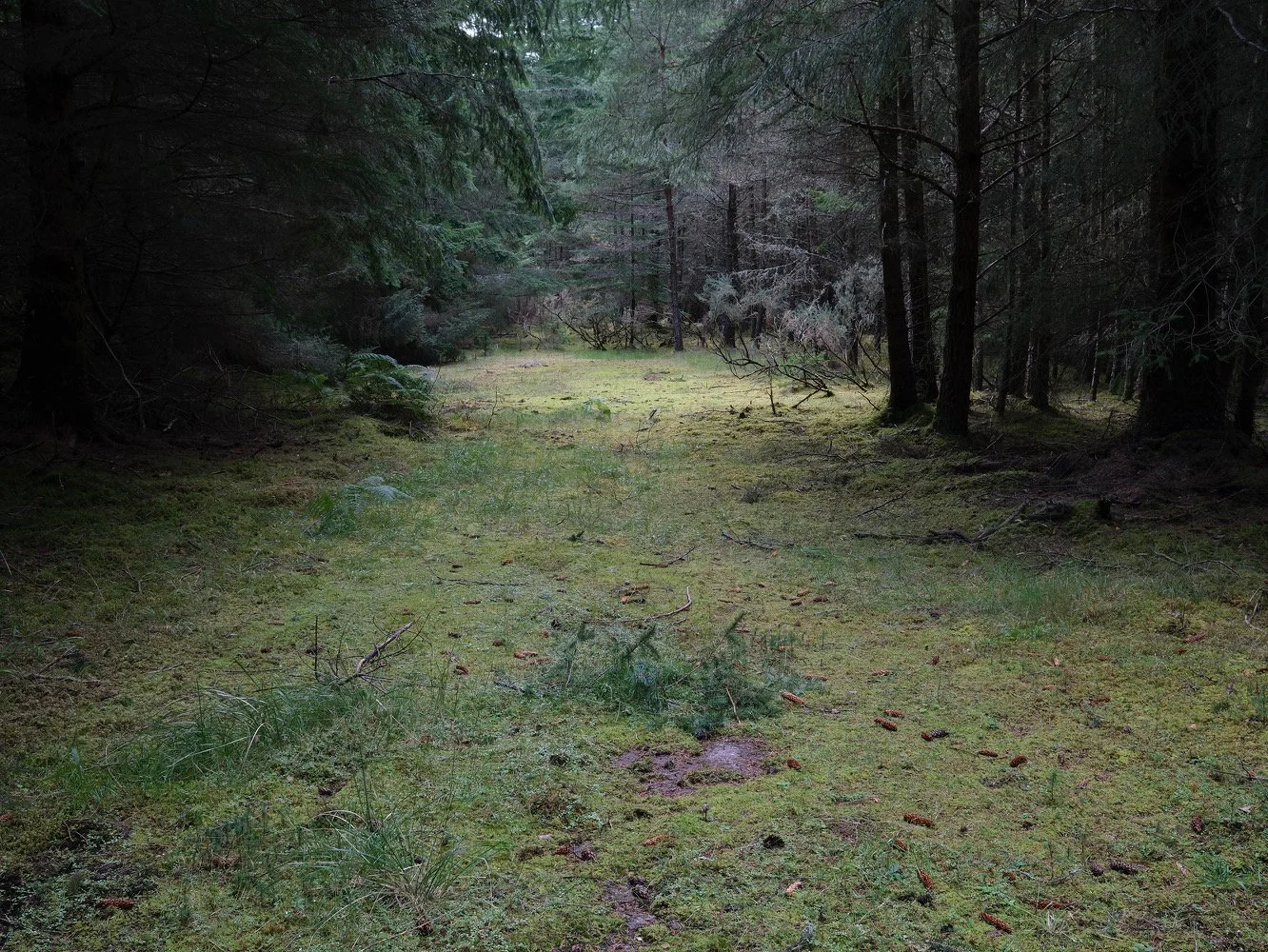 Scottish Borders, 2025, 40 x 30 cm copia.JPG