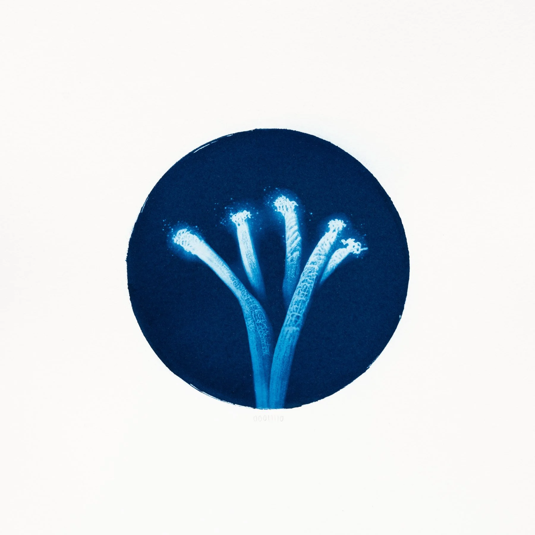 00011110 - Trillus dissipativus.JPG