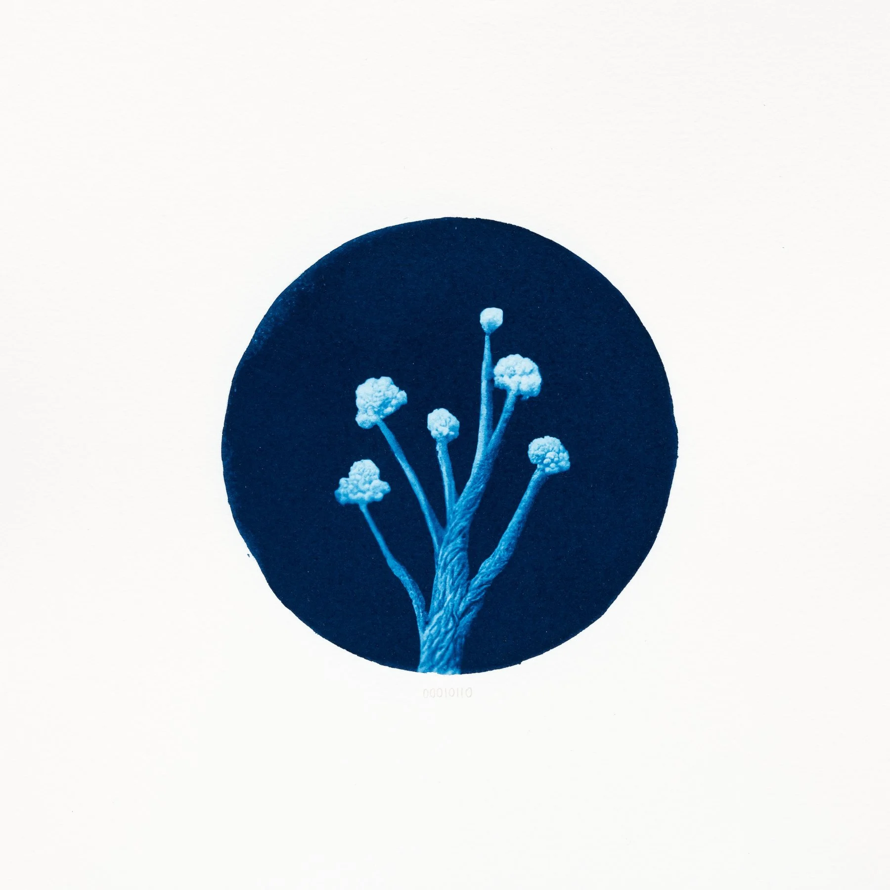 00010110 - Nebularia arborescens.JPG