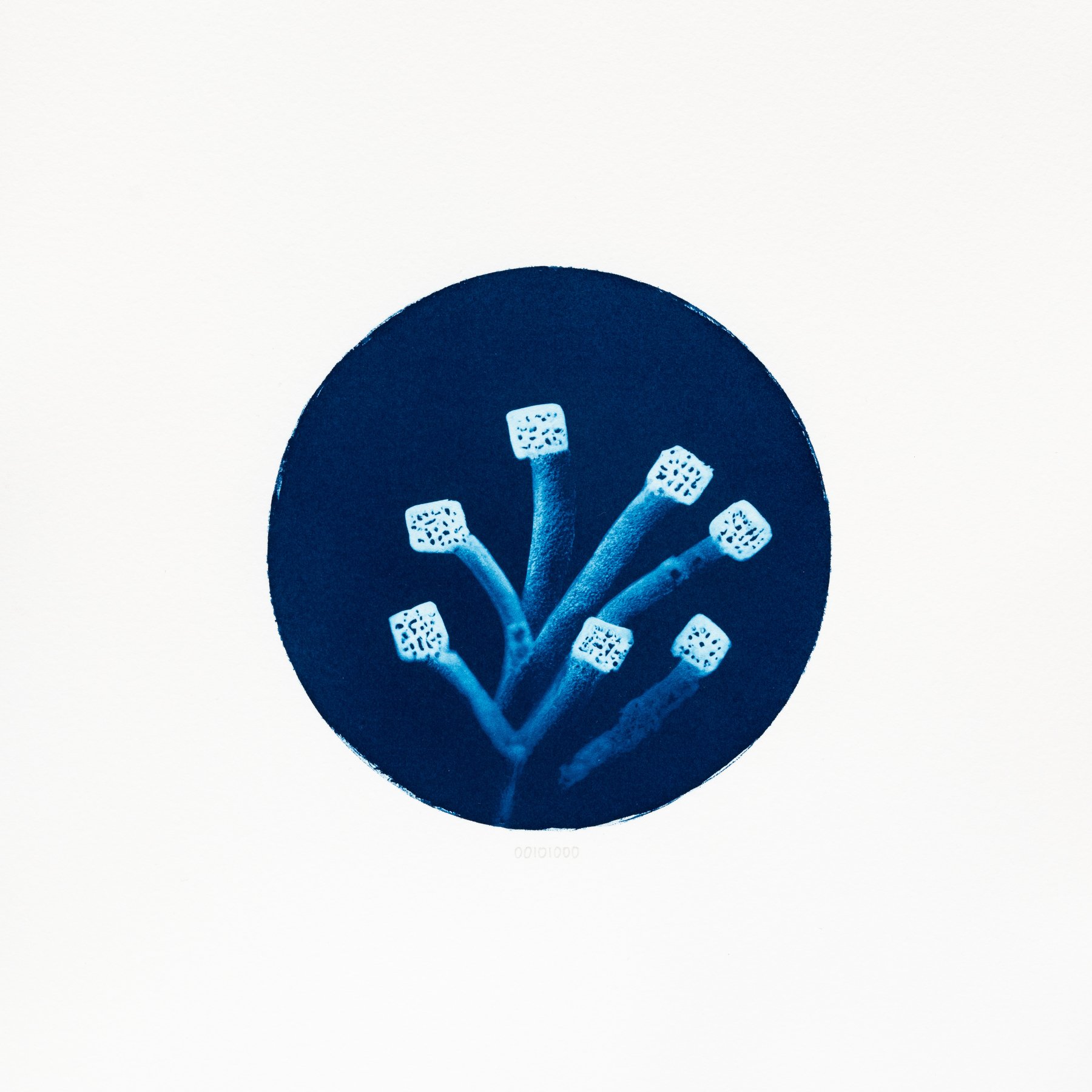 00101000 - Spongioforus cubicus.JPG