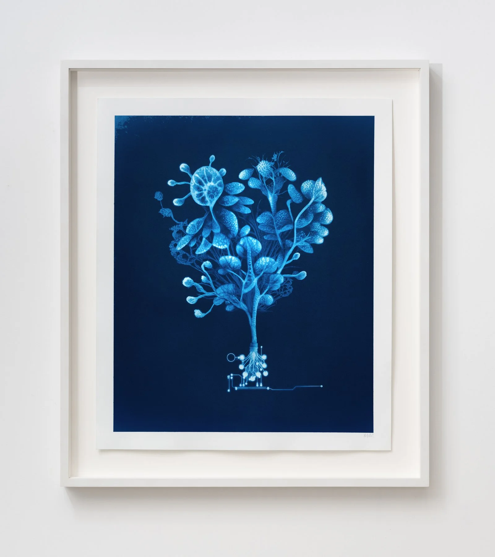 00001010-2 - Bulbaria lobata.JPG