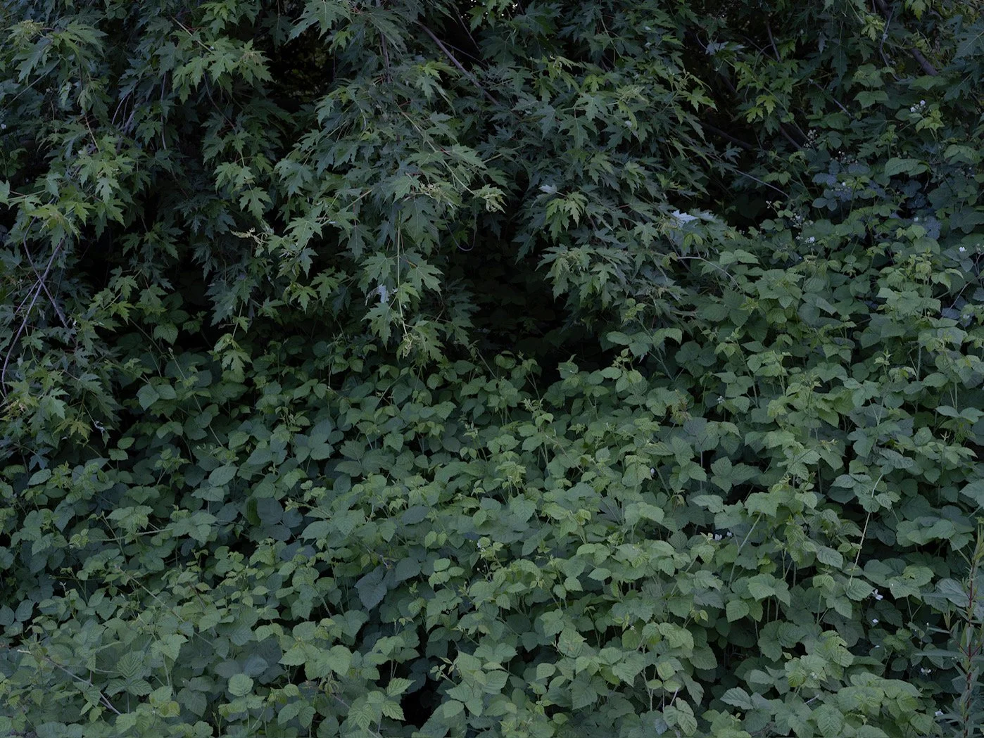 Senza Titolo N.34, 2025 copia.JPG