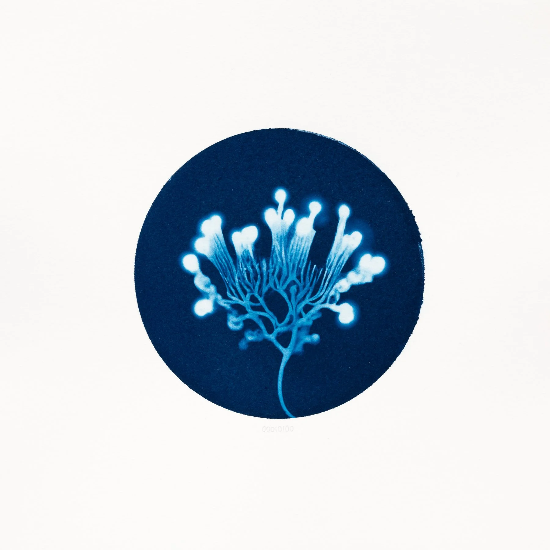 00010100 - Luminaria digitalis.JPG