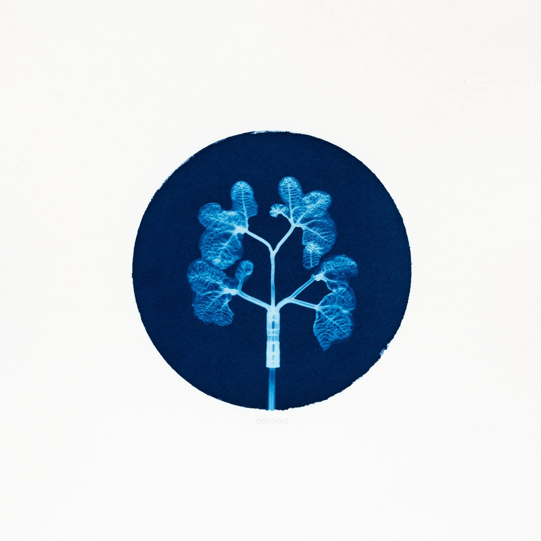 00101010 - Cavularia officinalis.JPG