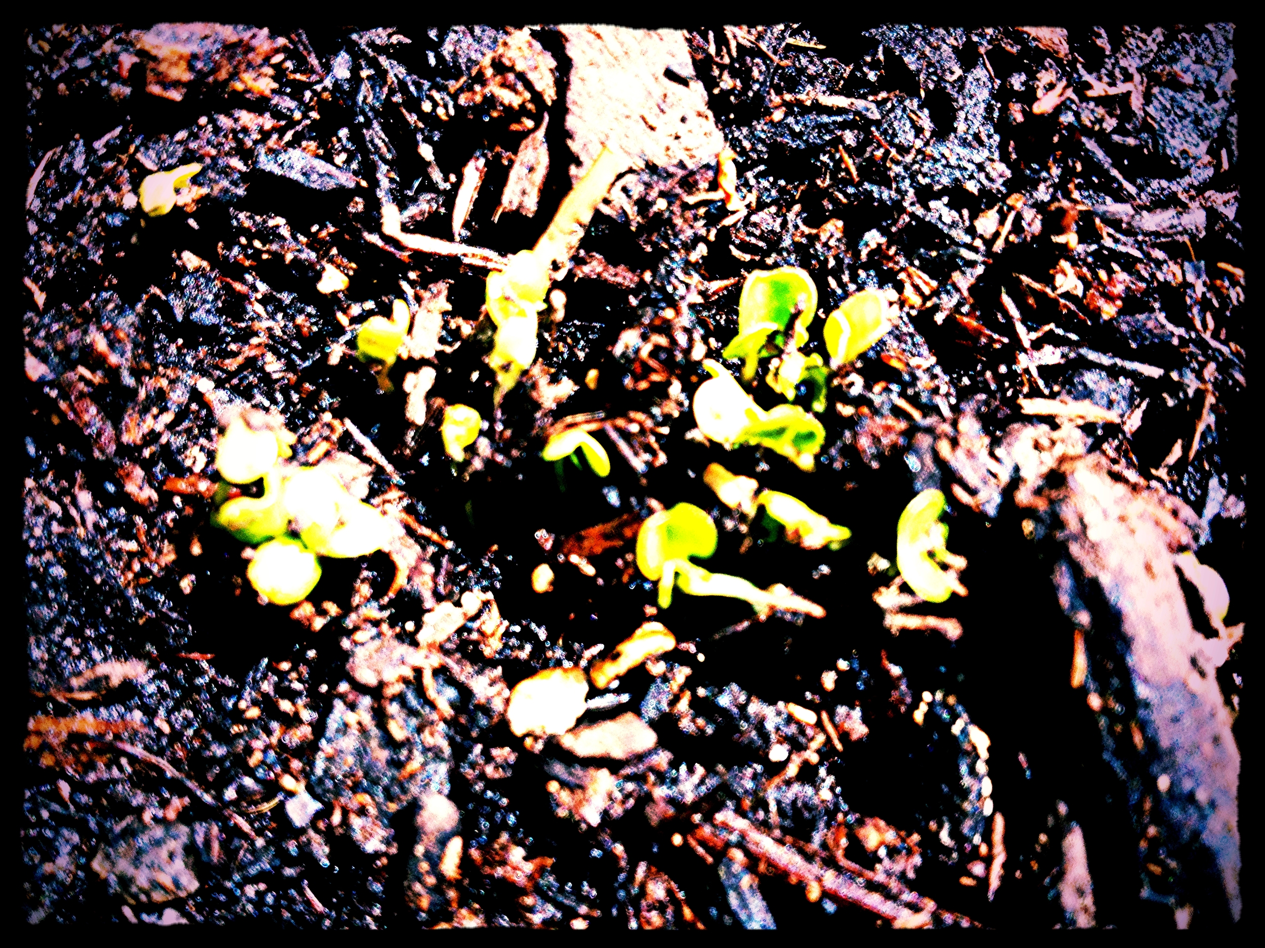 Radish sprouts.