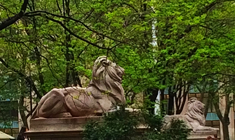 Patience and Fortitude manning their posts in front of the New York Public Library.