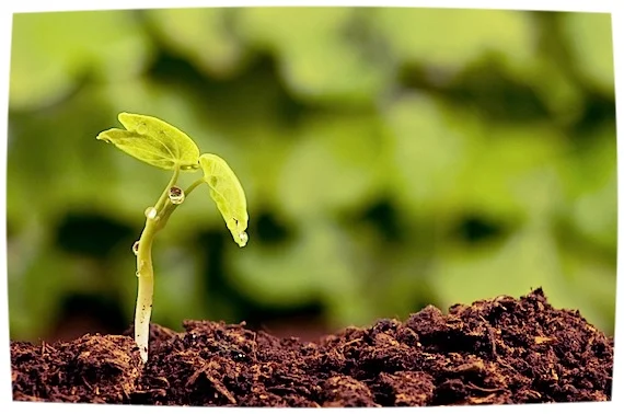 seedling.jpg