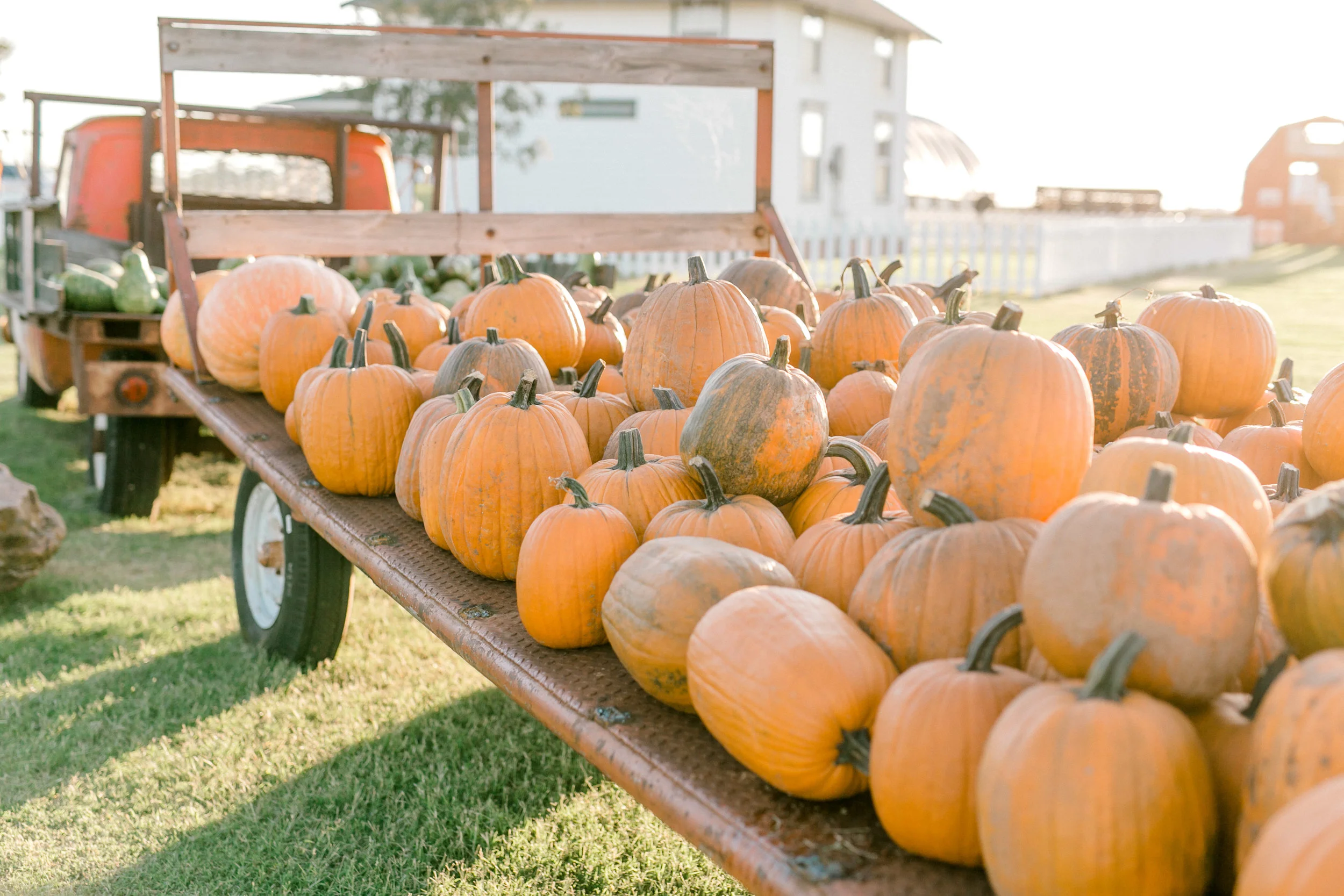 P-Bar-Farms-Corn-Maze-by-Emily-Nicole-Photo-196.jpg