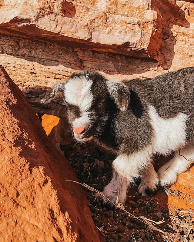 Tag someone who needs to see this cute baby goat today!