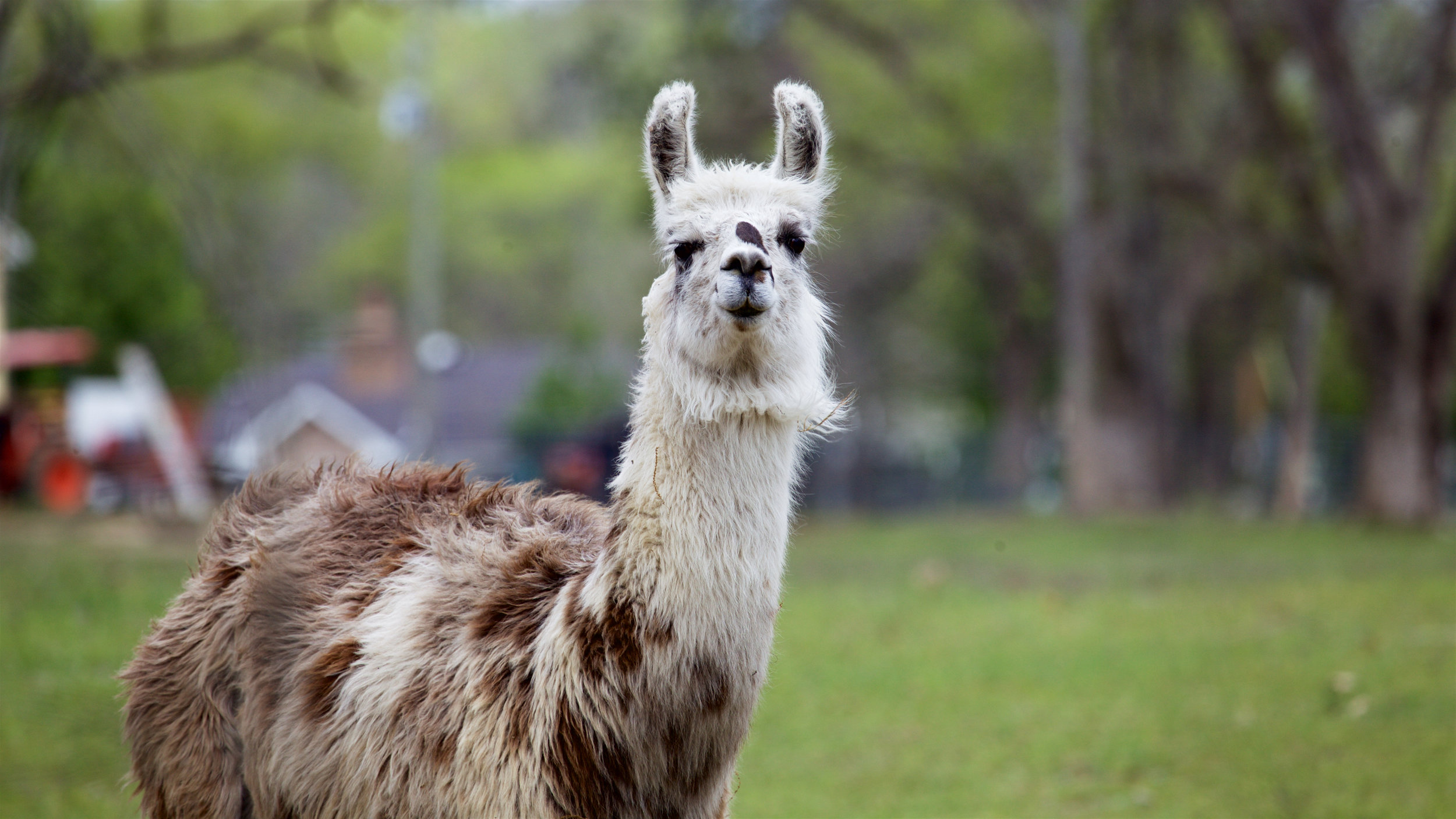 Llama4.jpg