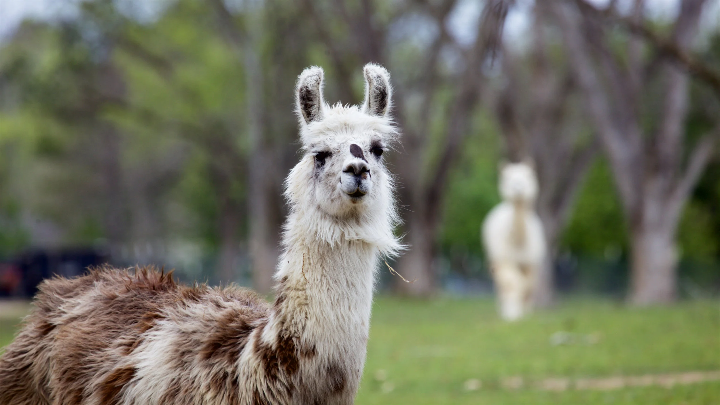 Llama5.jpg