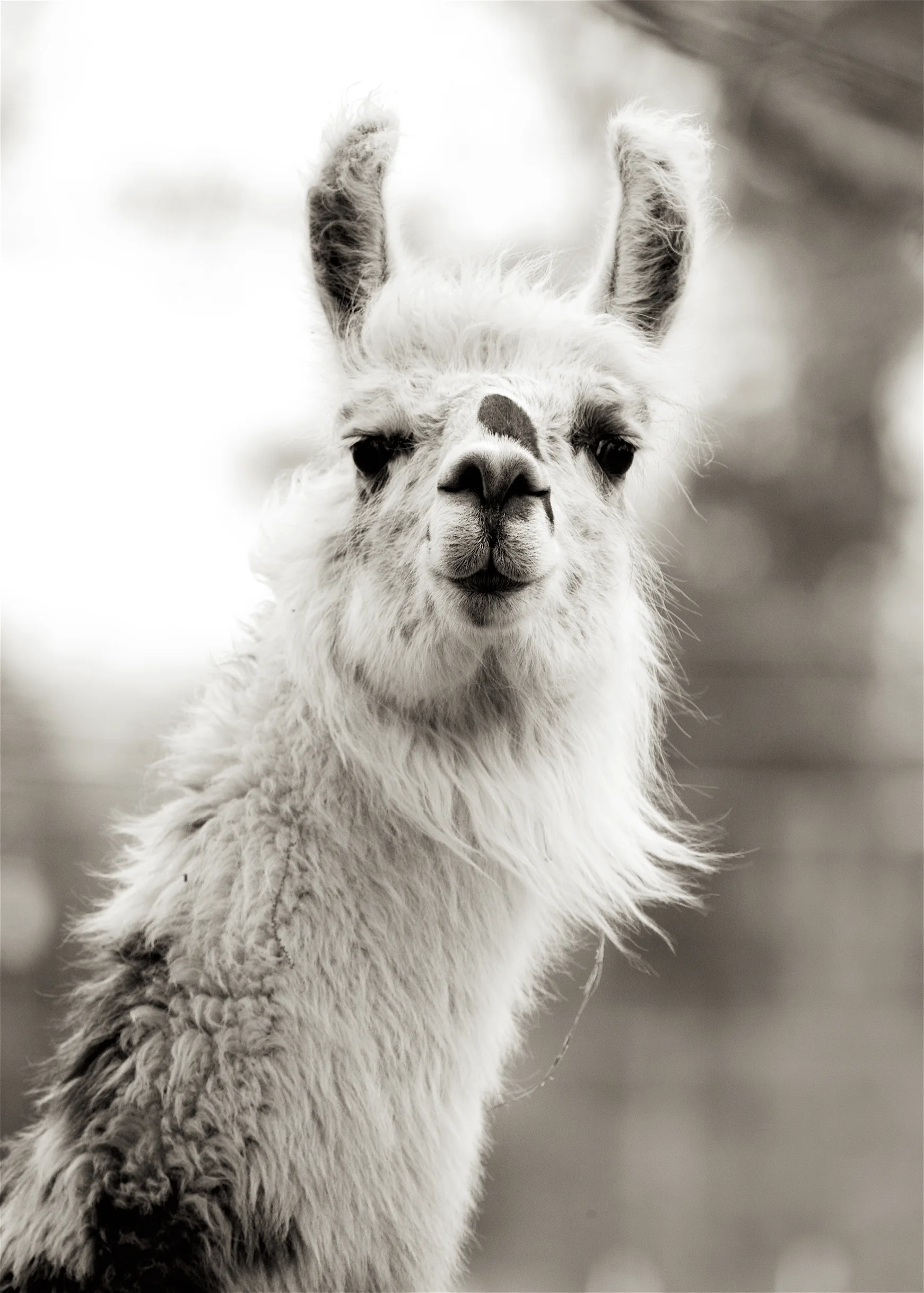 Llama8.jpg