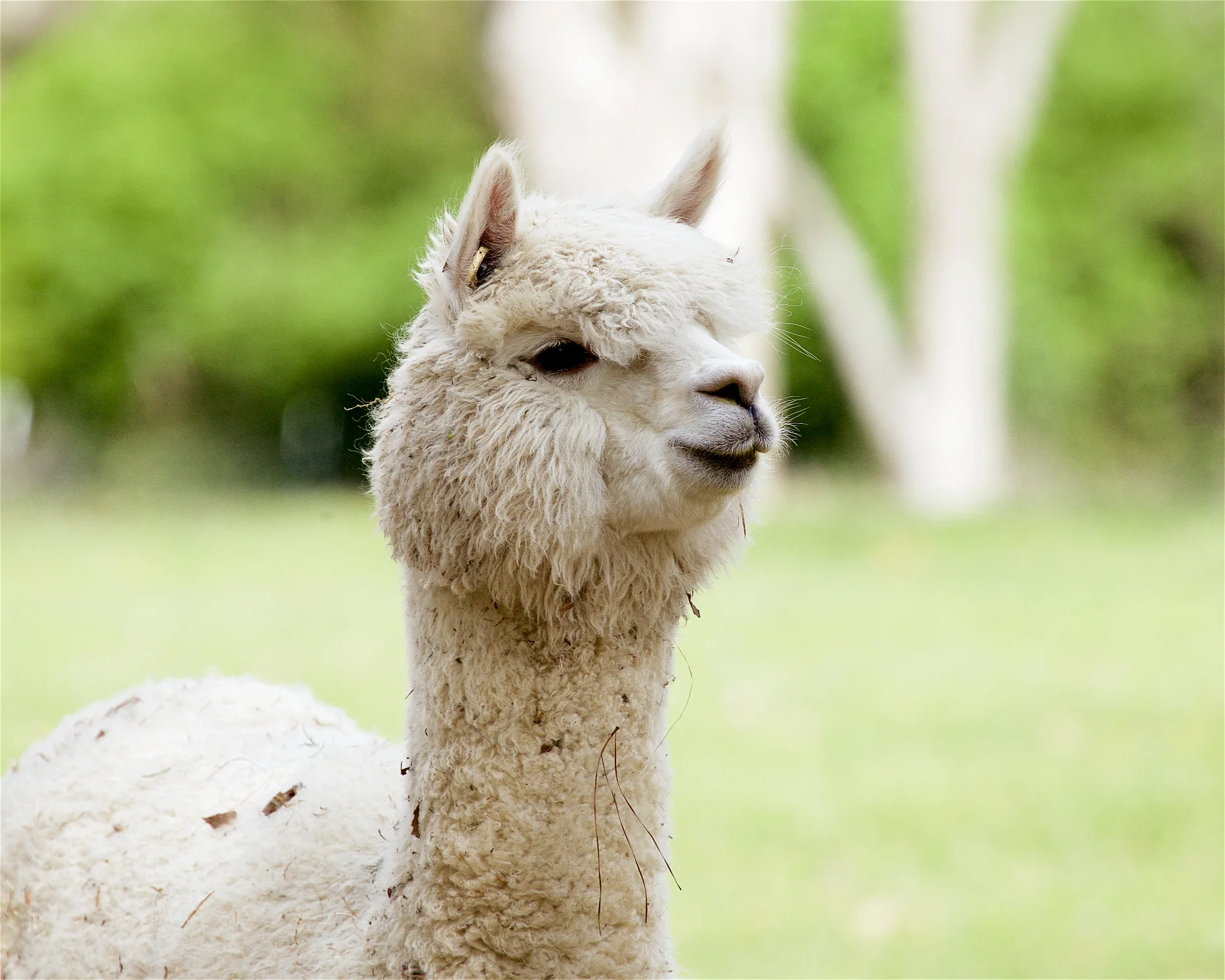 Llama12.jpg