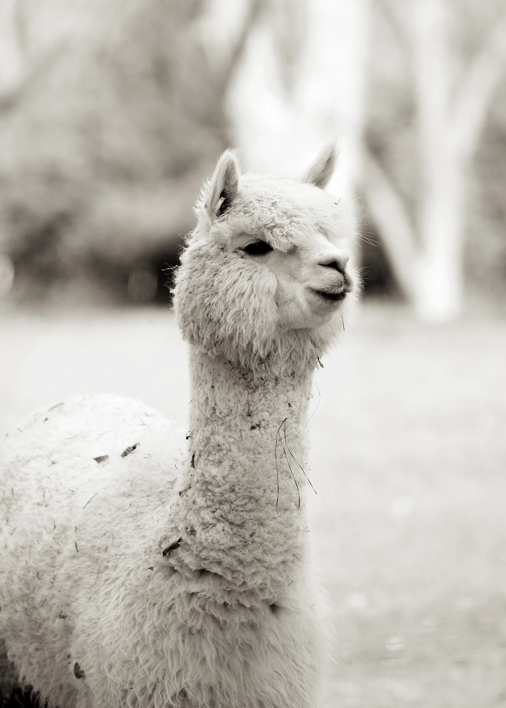 Llama13.jpg