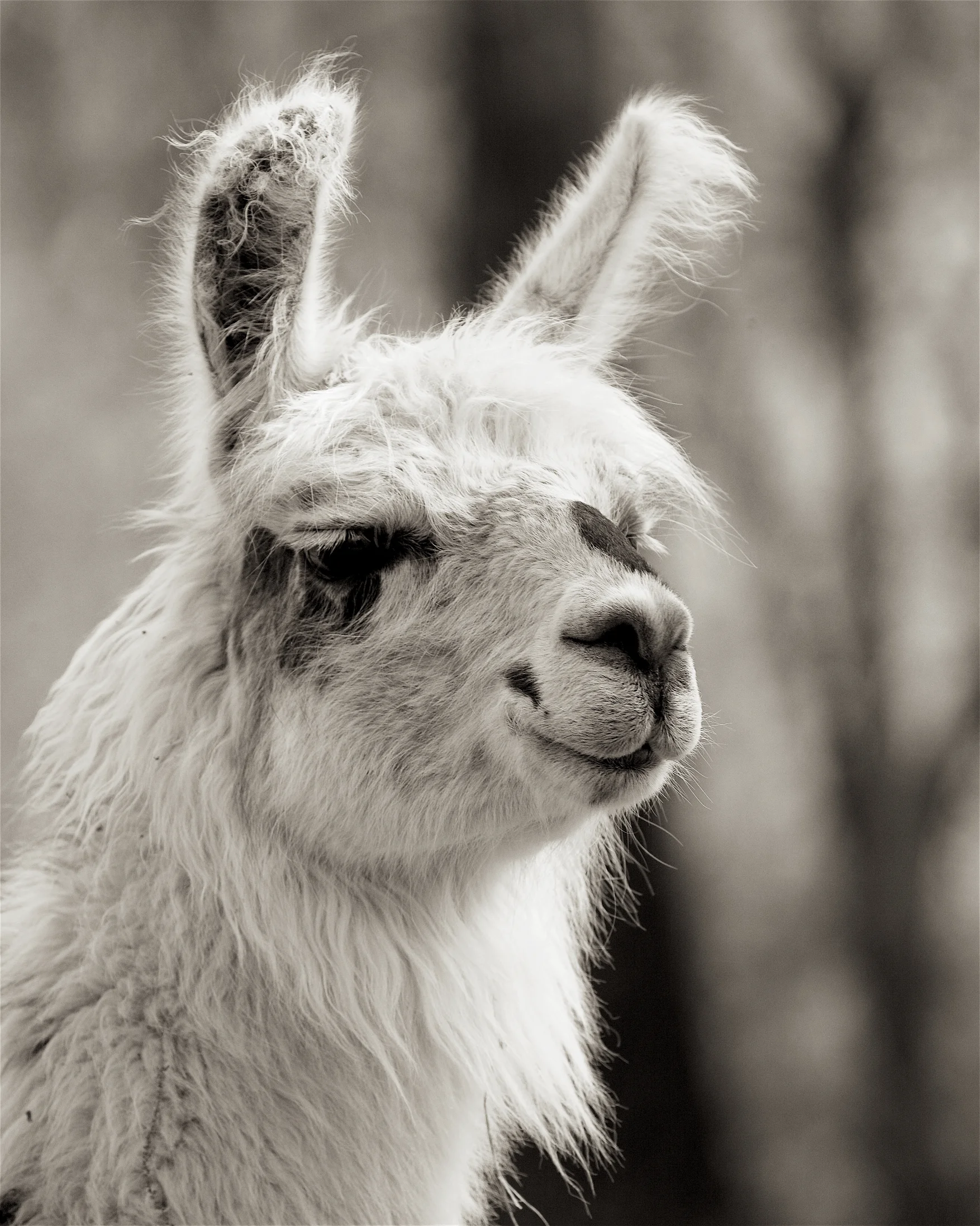 Llama14.jpg