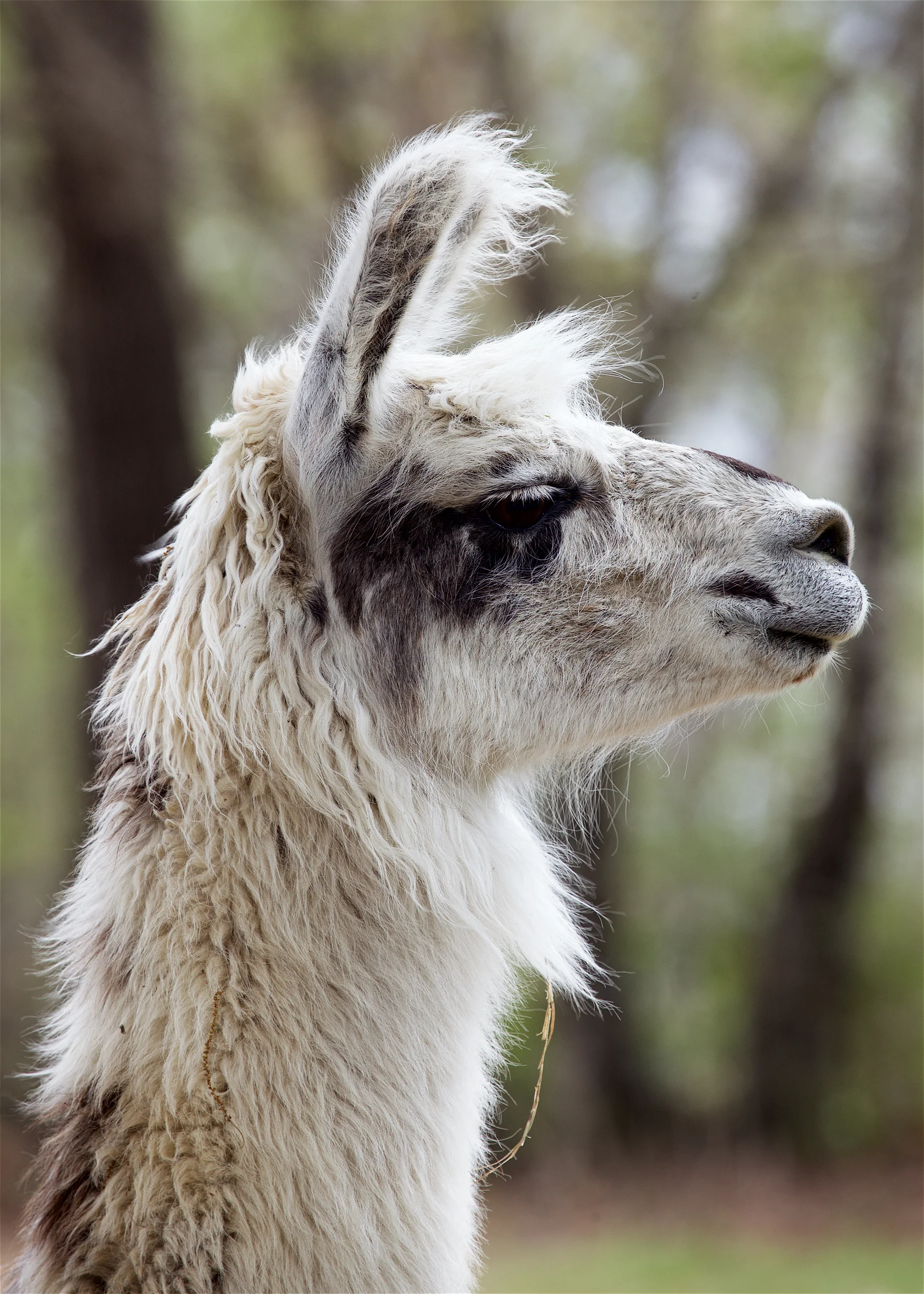 Llama16.jpg