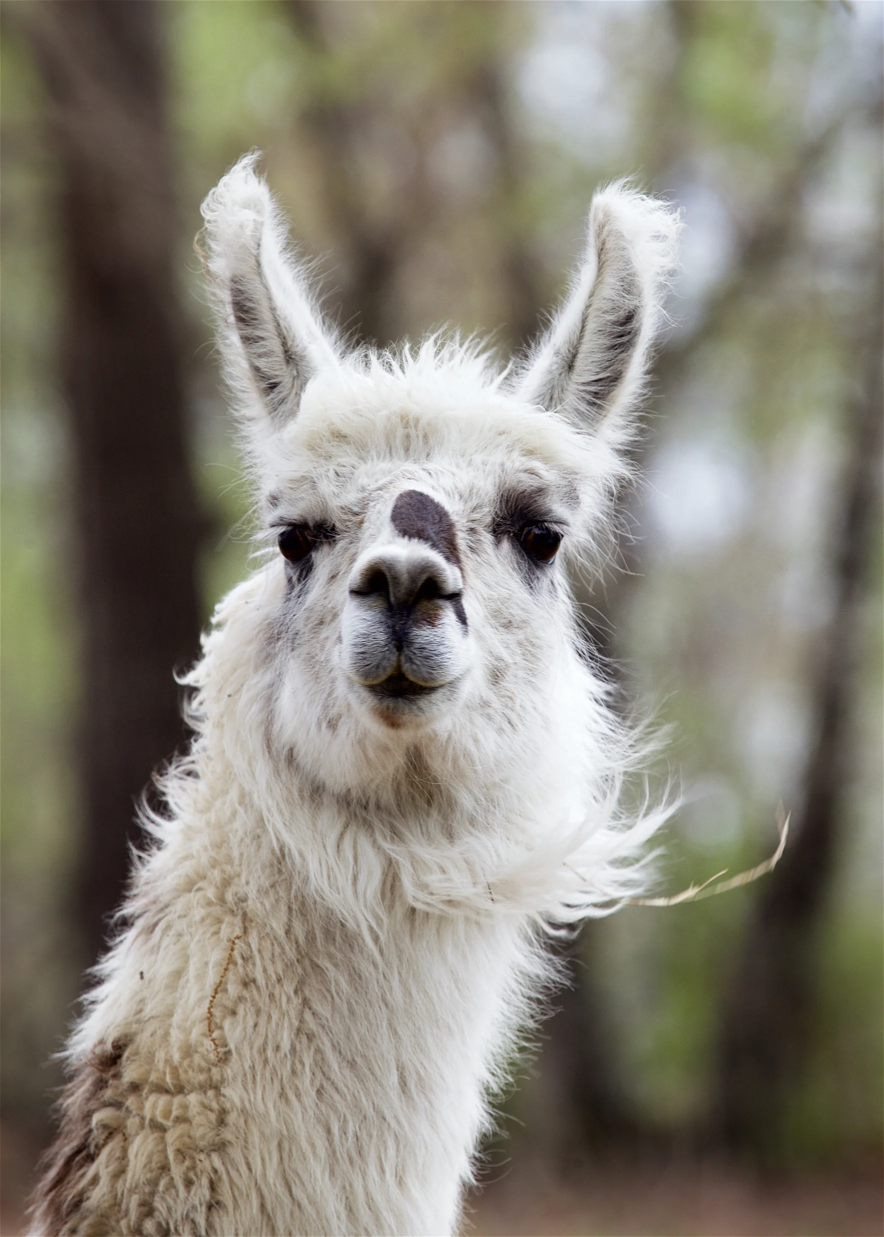 Llama17.jpg
